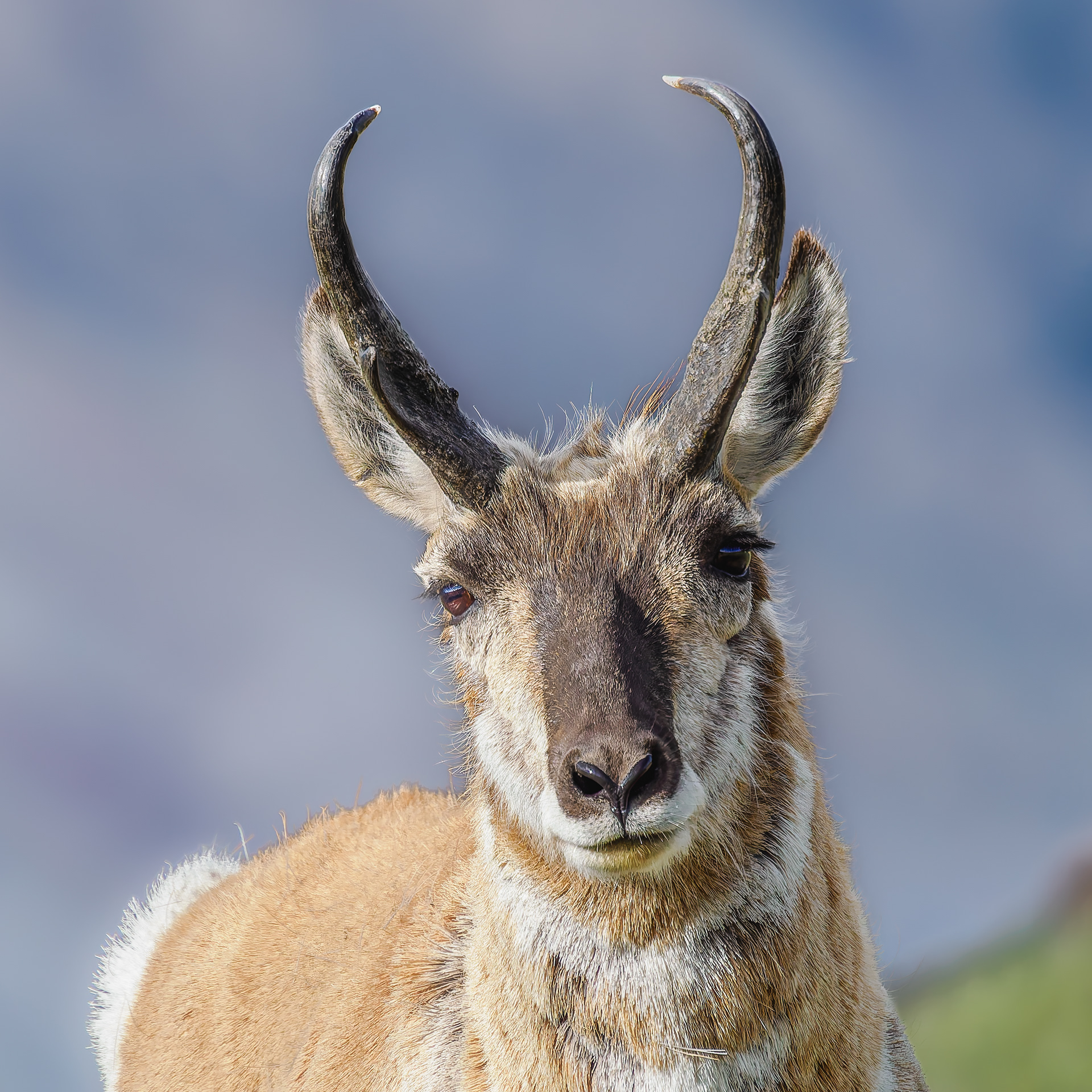 Male pronghorn keeping guard over his group of 7 females in Yellowstone National Park in the hills above Mammoth hot springs.