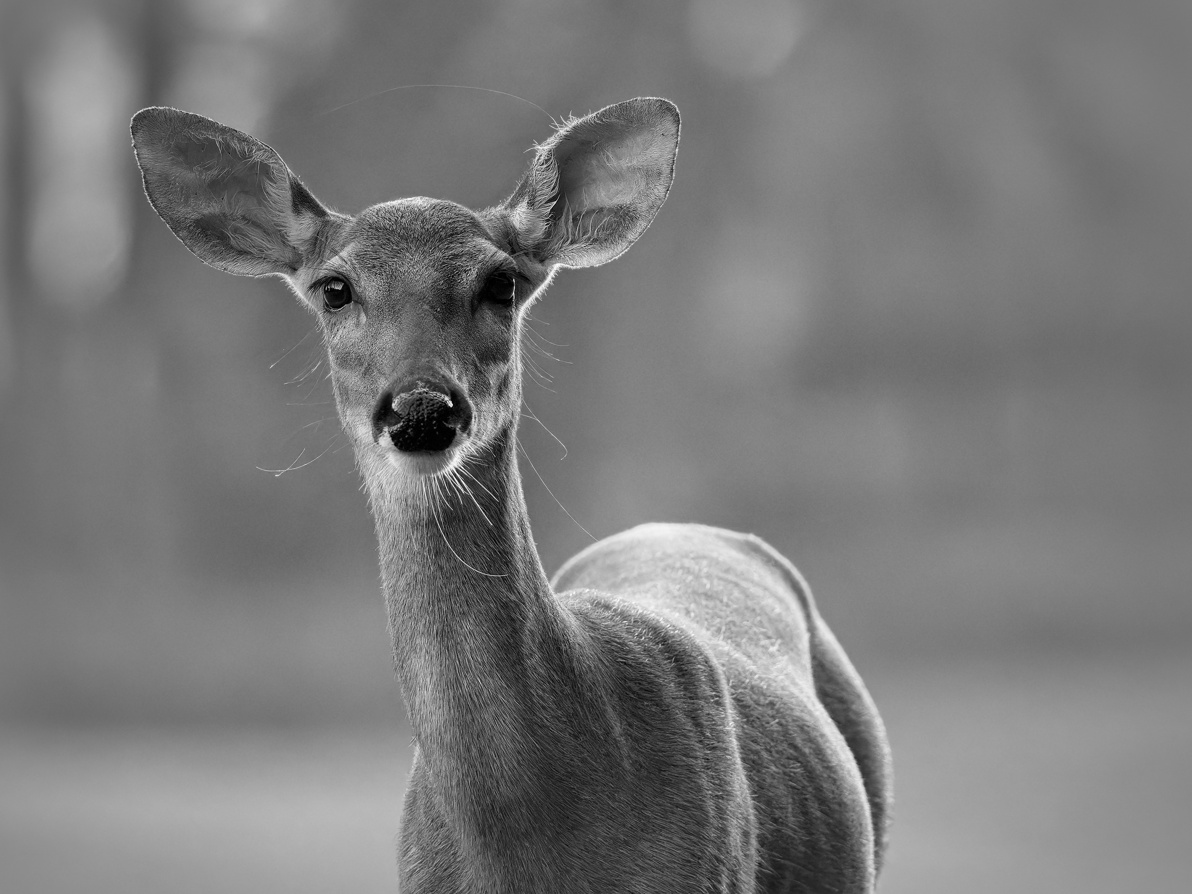 White Tailed Deer early morning sunrise at Traditions Golf and Country Club in Jefferson Georgia