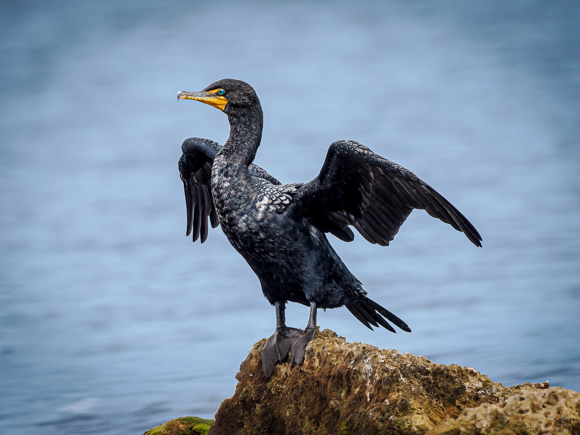 Double Breasted Cormorant drying off its wings after a fishing expedition.  Florida Keys