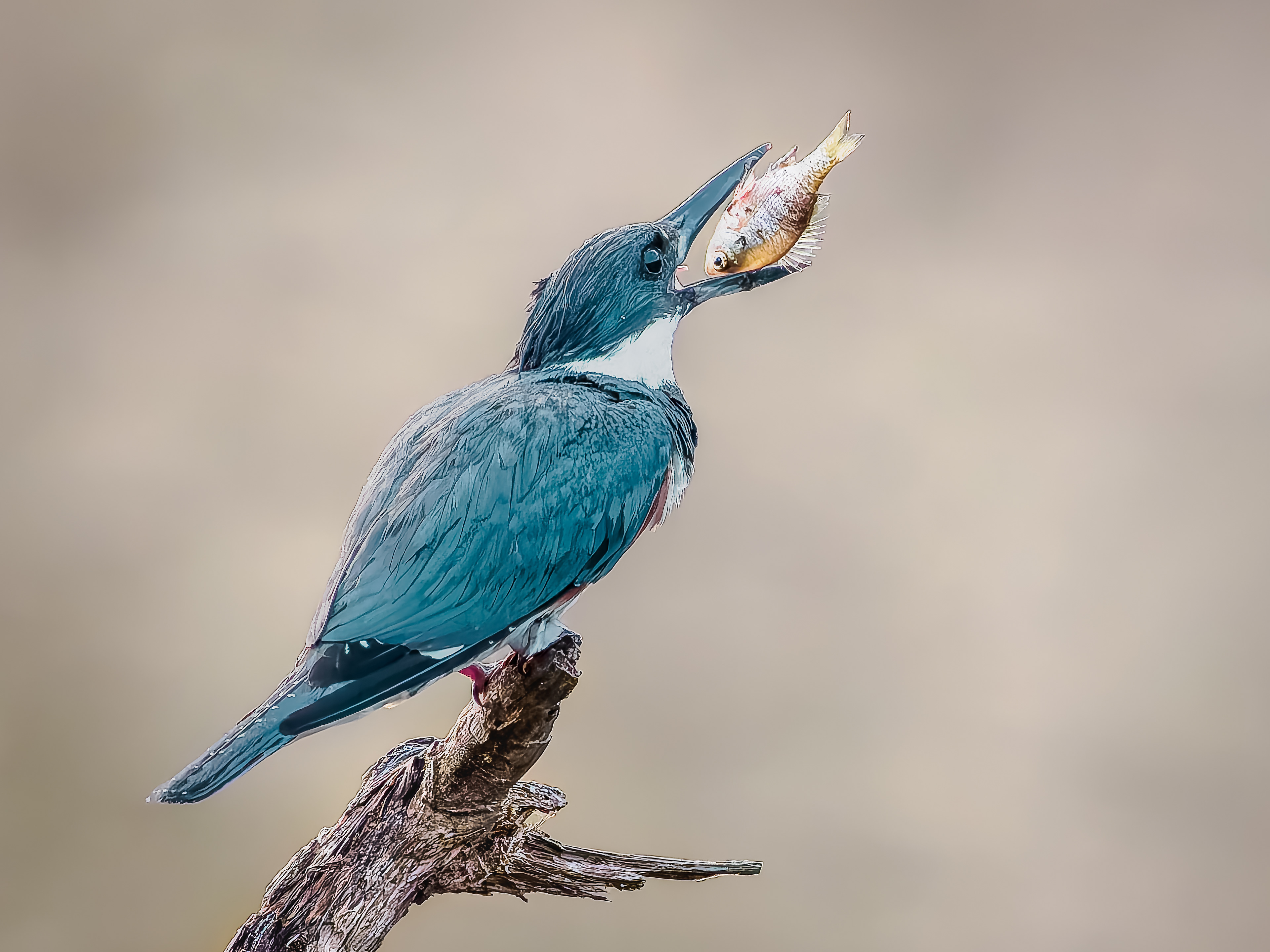 Kingfisher enjoying a freshly caught fish at Little Mulberry Park  - Miller Lake.  Northeast Georgia.