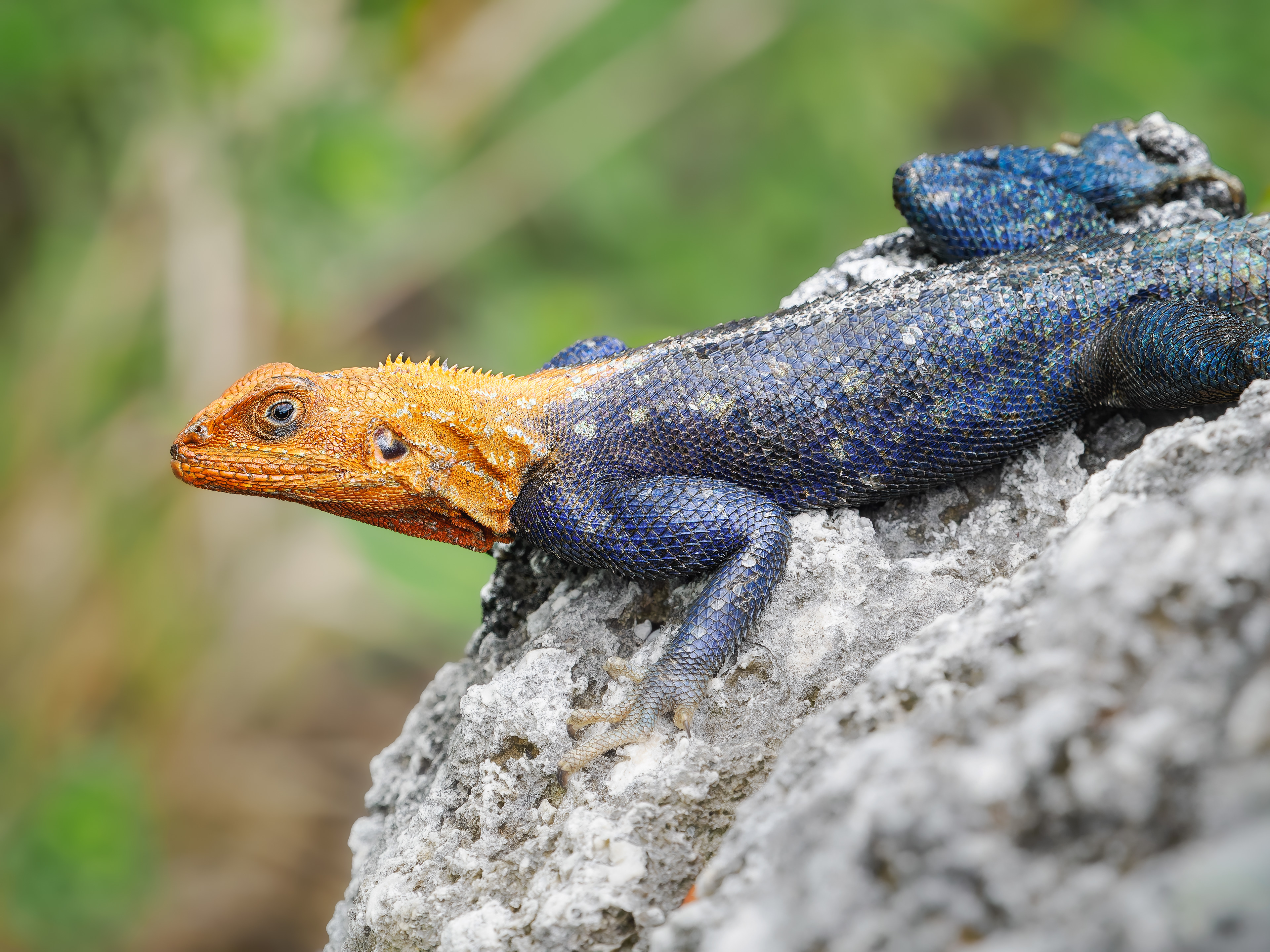 Peter's Rock Agama in Florida Keys.