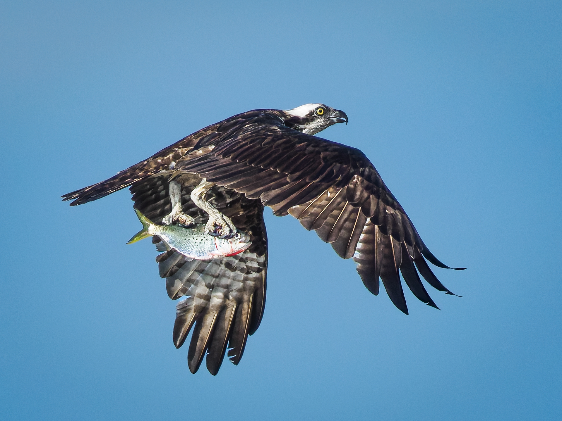 Osprey with newly caught fish, climbing from the freshwater ponds at North Beach area.   Huntington Beach State Park, South Carolina.