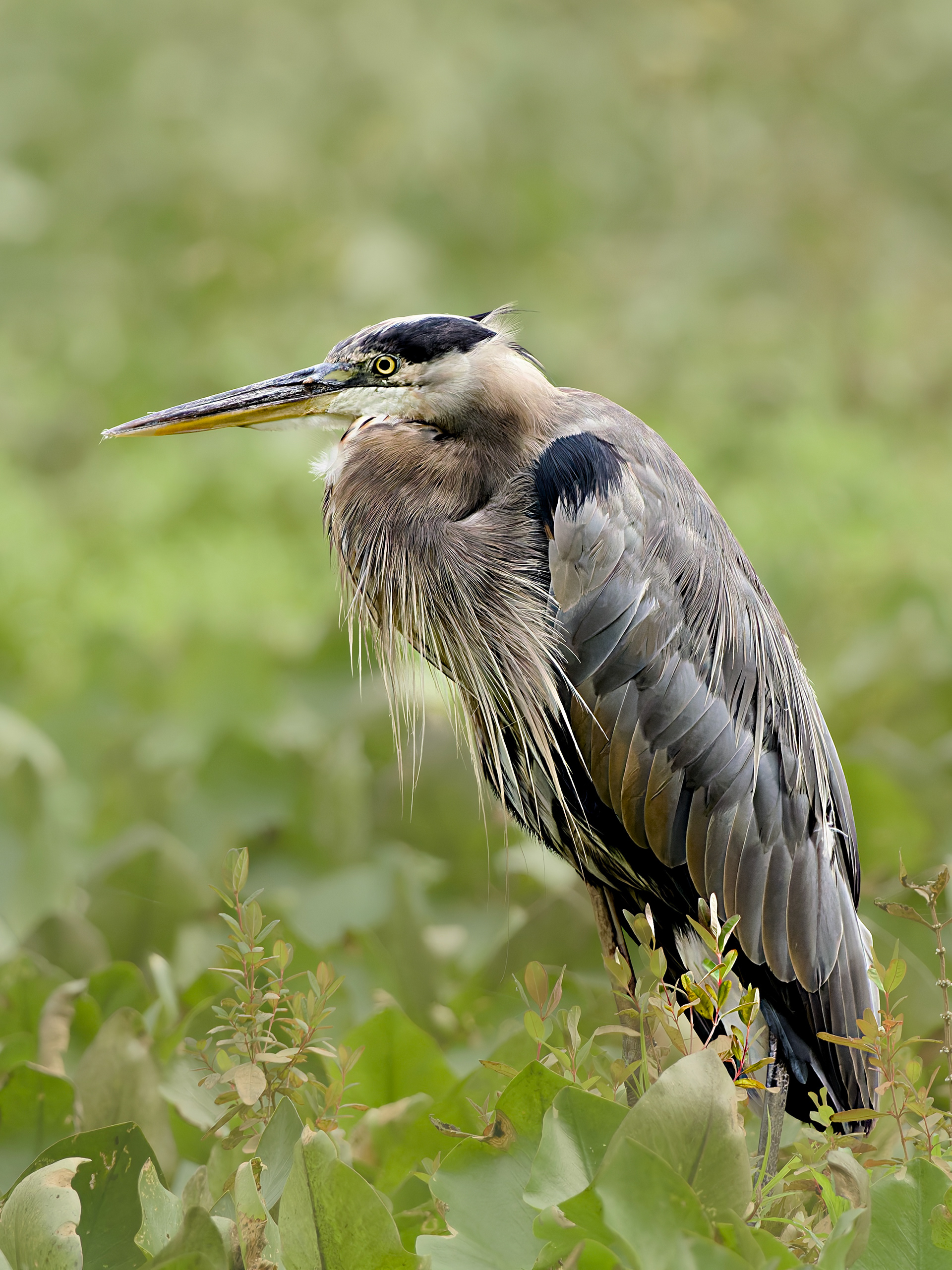 Great Blue Heron at Clay Pit Pond in Sandy Creek Nature Center.  Athens, Georgia.