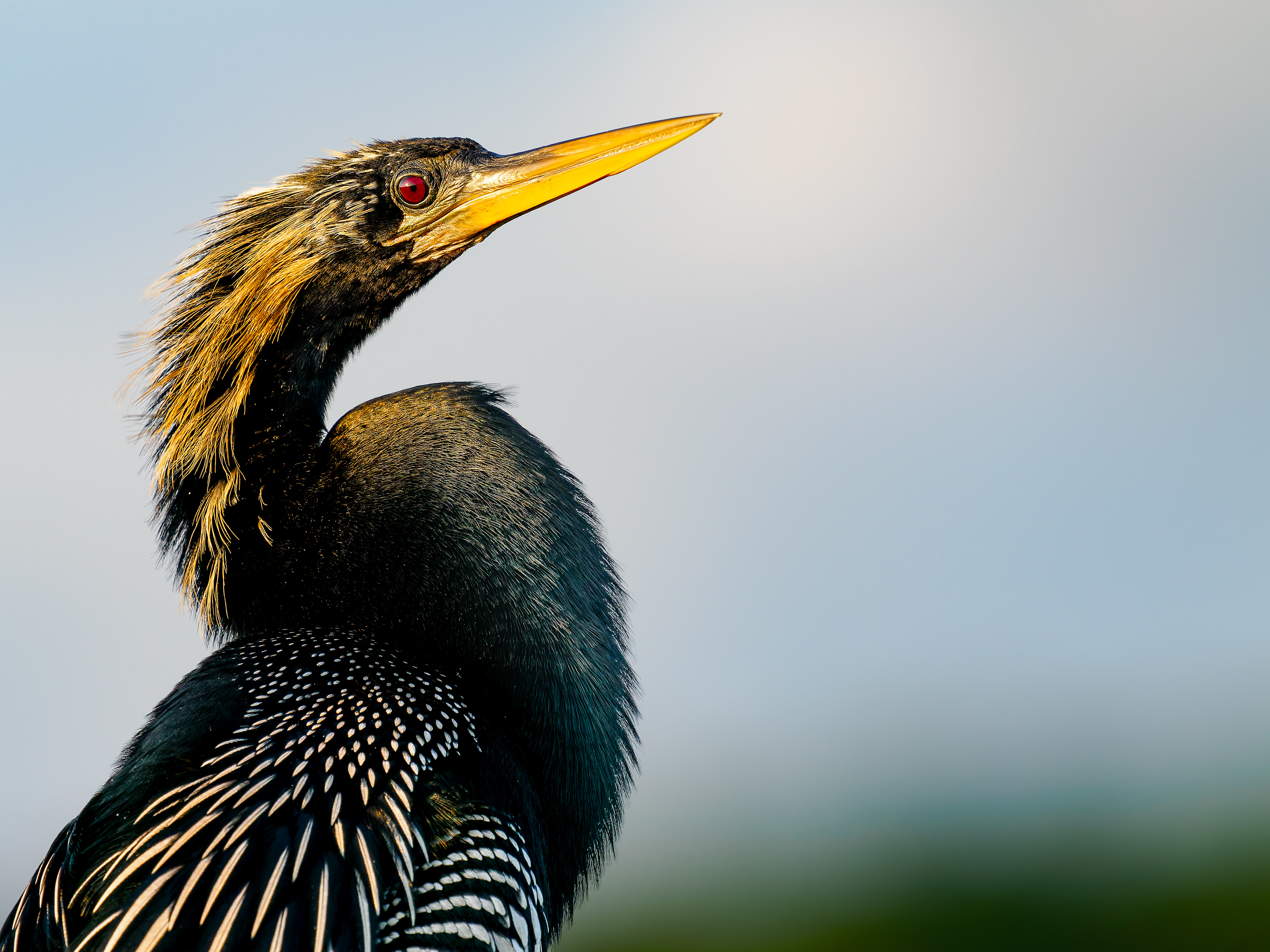 Anhinga enjoying early morning sunlight at Mullet Pond in Huntington Beach State Park,  South Carolina