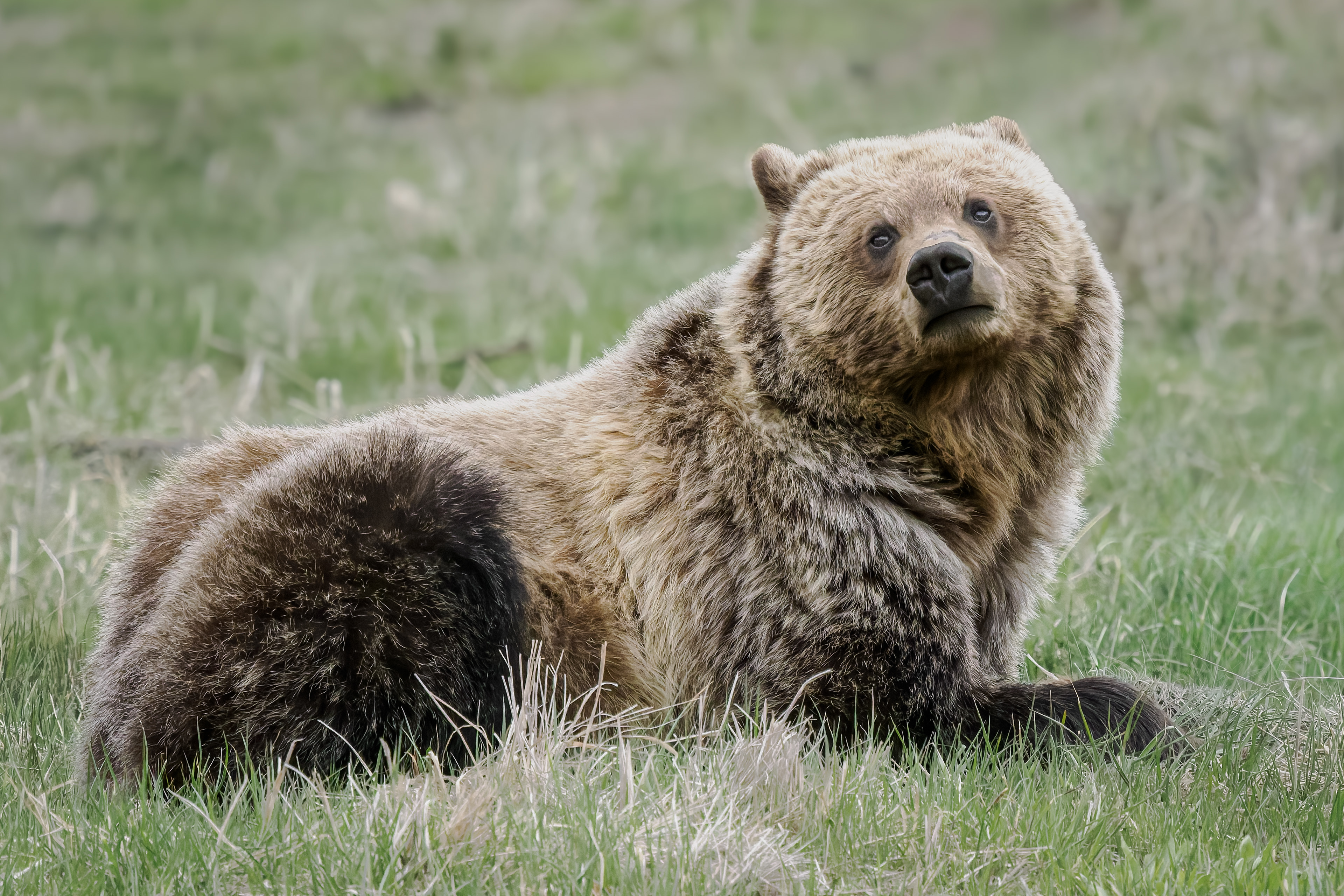 Grizzly Bear at Yellowstone National Park near Grand Canyon of Yellowstone.