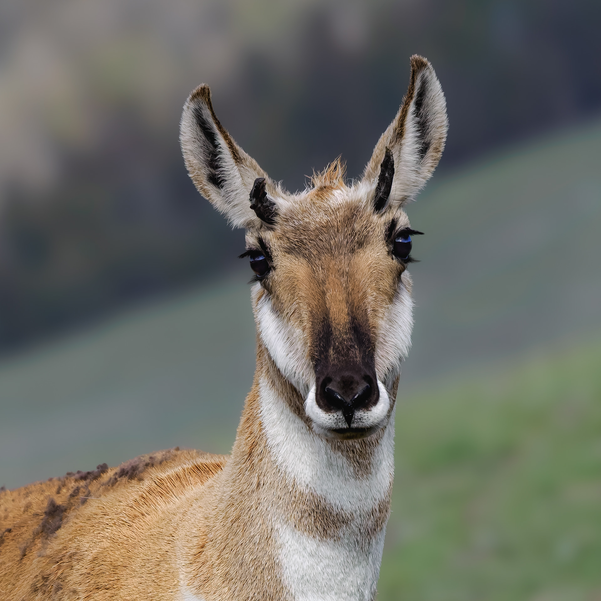 Female Pronghorn checking me out in Yellowstone National Park in the hills above Mammoth.