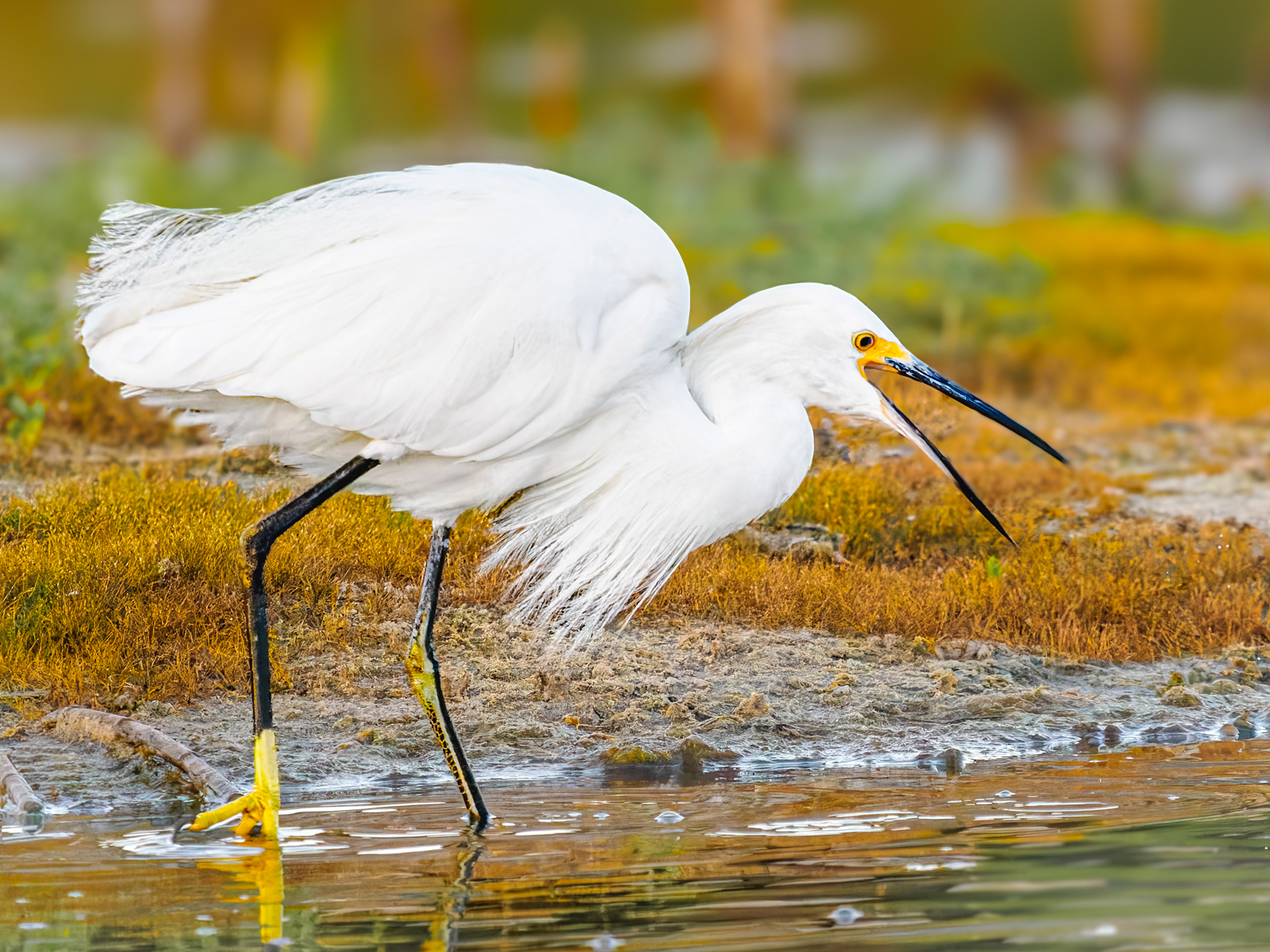 Snowy Egret seeking breakfast in Mullet Point at Huntington Beach State Park,  South Carolina.