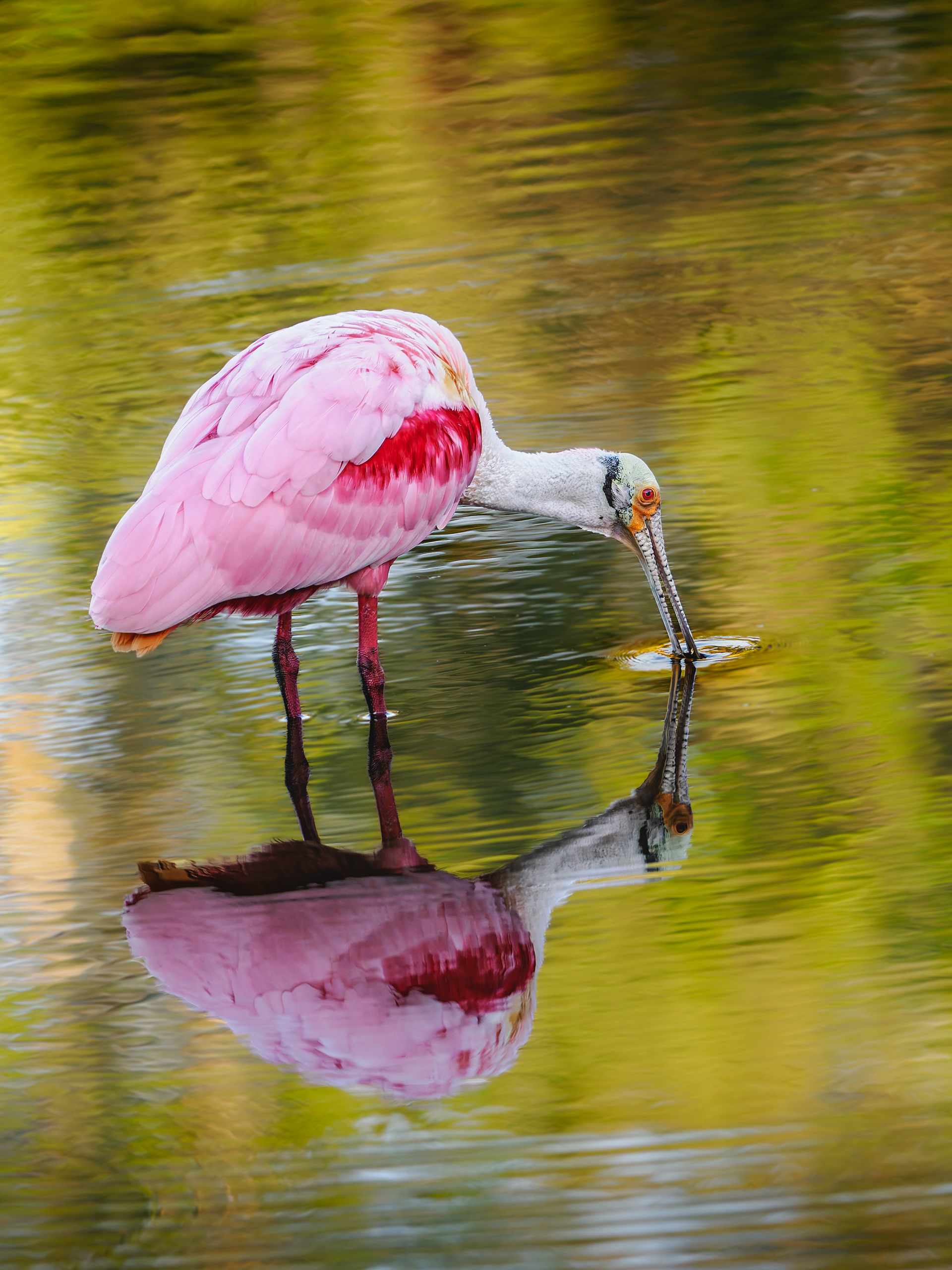 Roseate Spoonbill early evening near Upper Miyaka Lake in Miyaka State Park near Clearwater Florida.