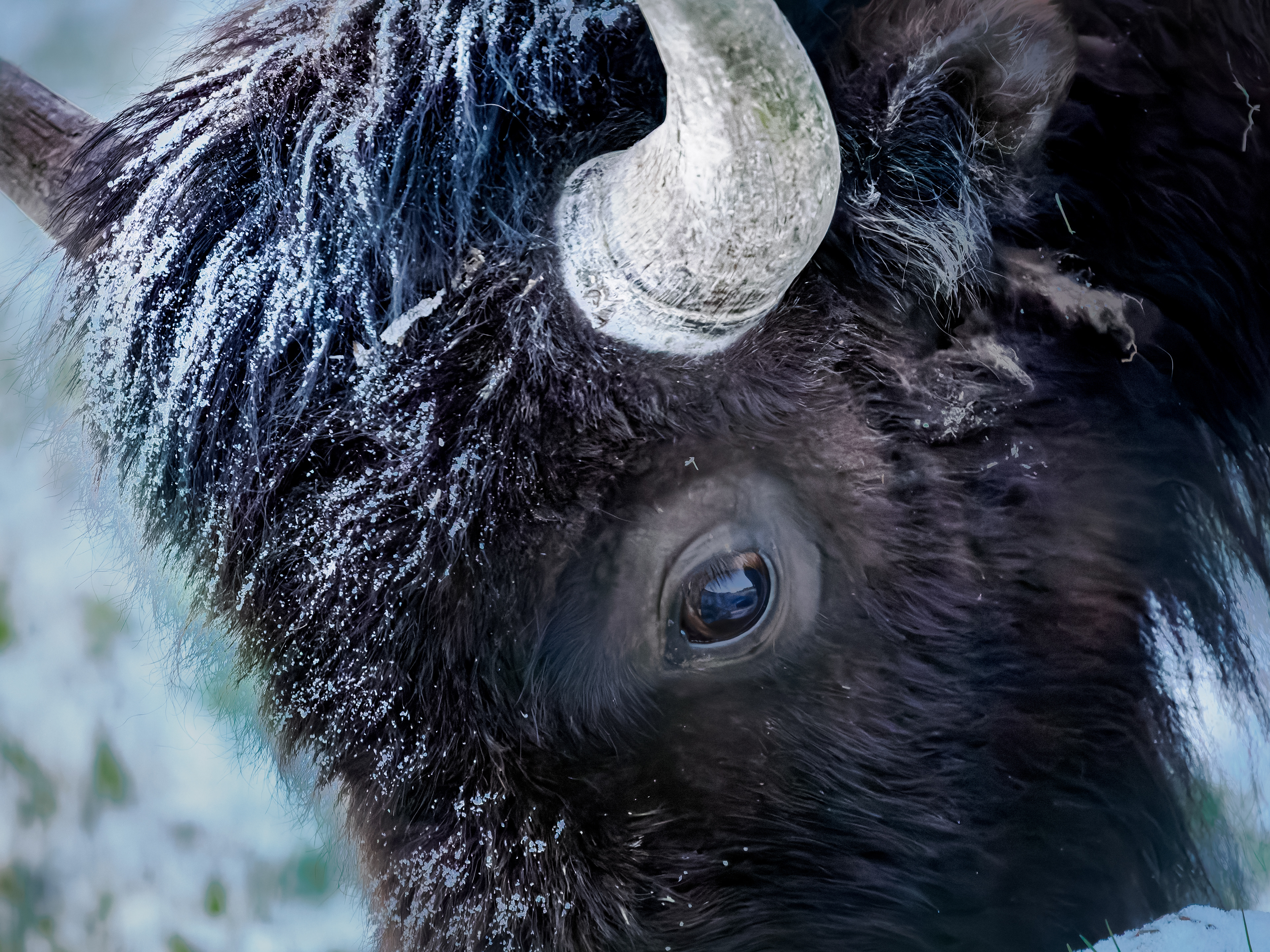 Close up of Bison in Hayden Valley after overnight snow.
