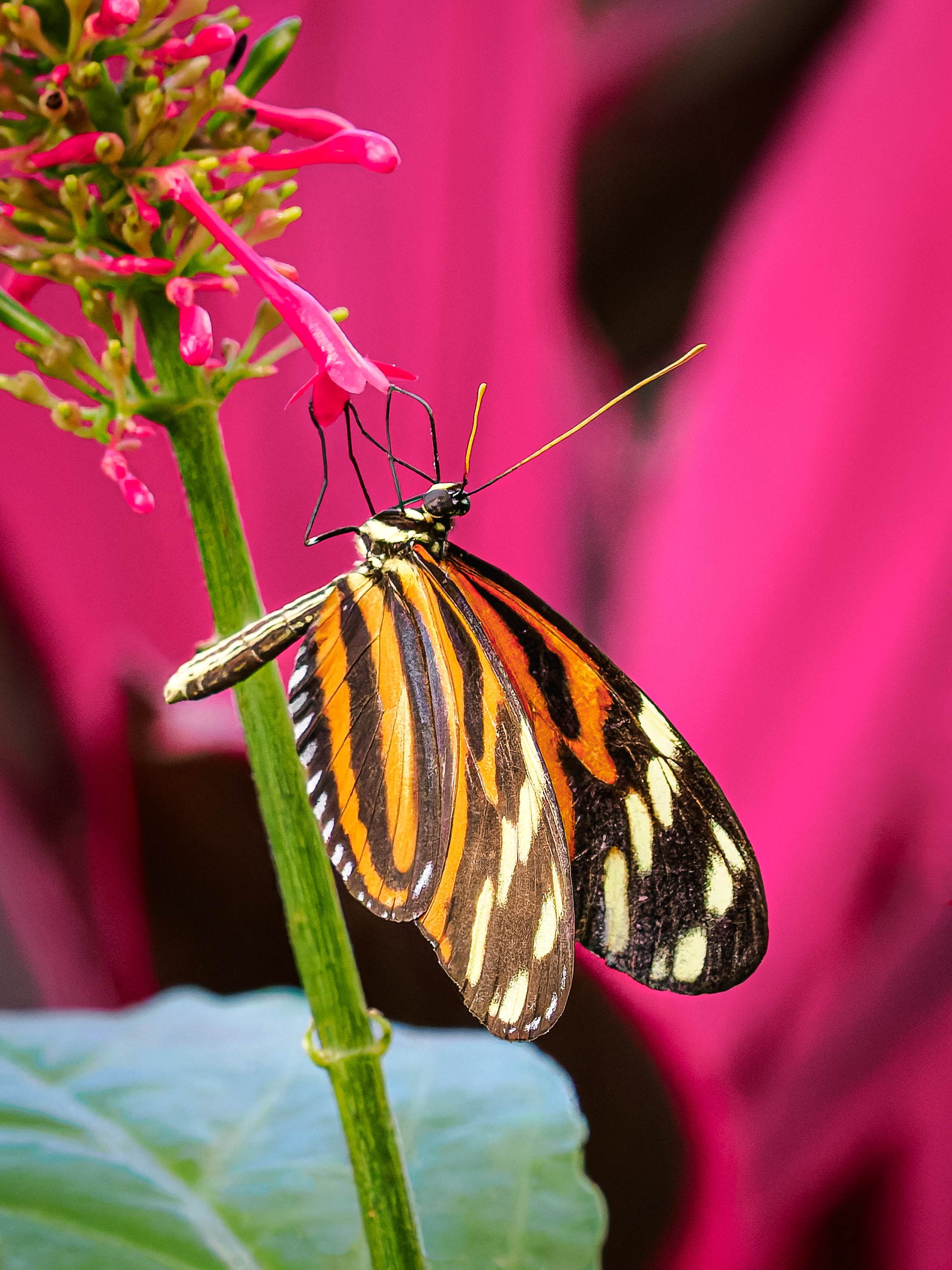 Butterfly in Key West at the Aviary