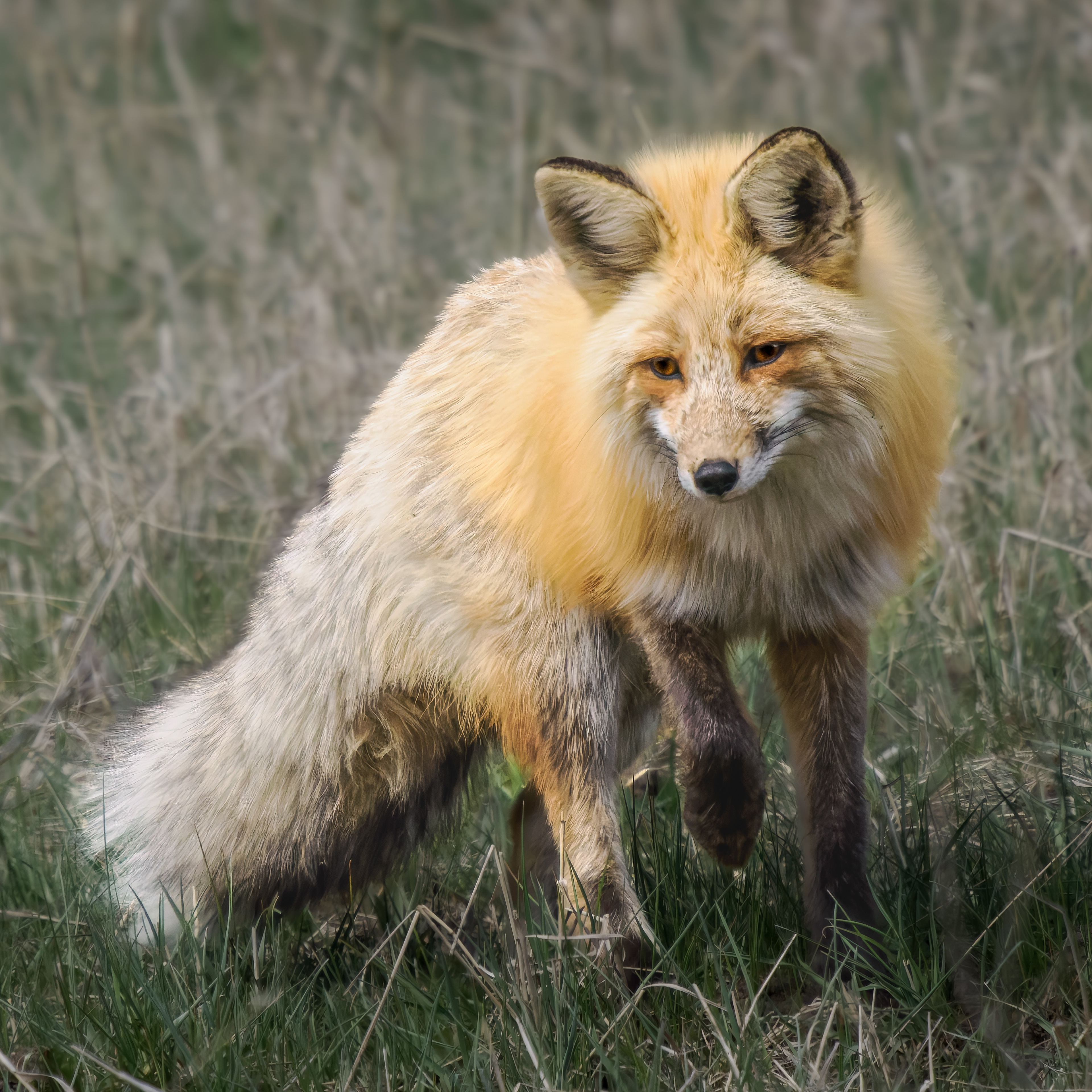 Female Red Fox on the hunt for her kit mid day  in Lamar Valley near Baronette Peak. Yellowstone National Park.