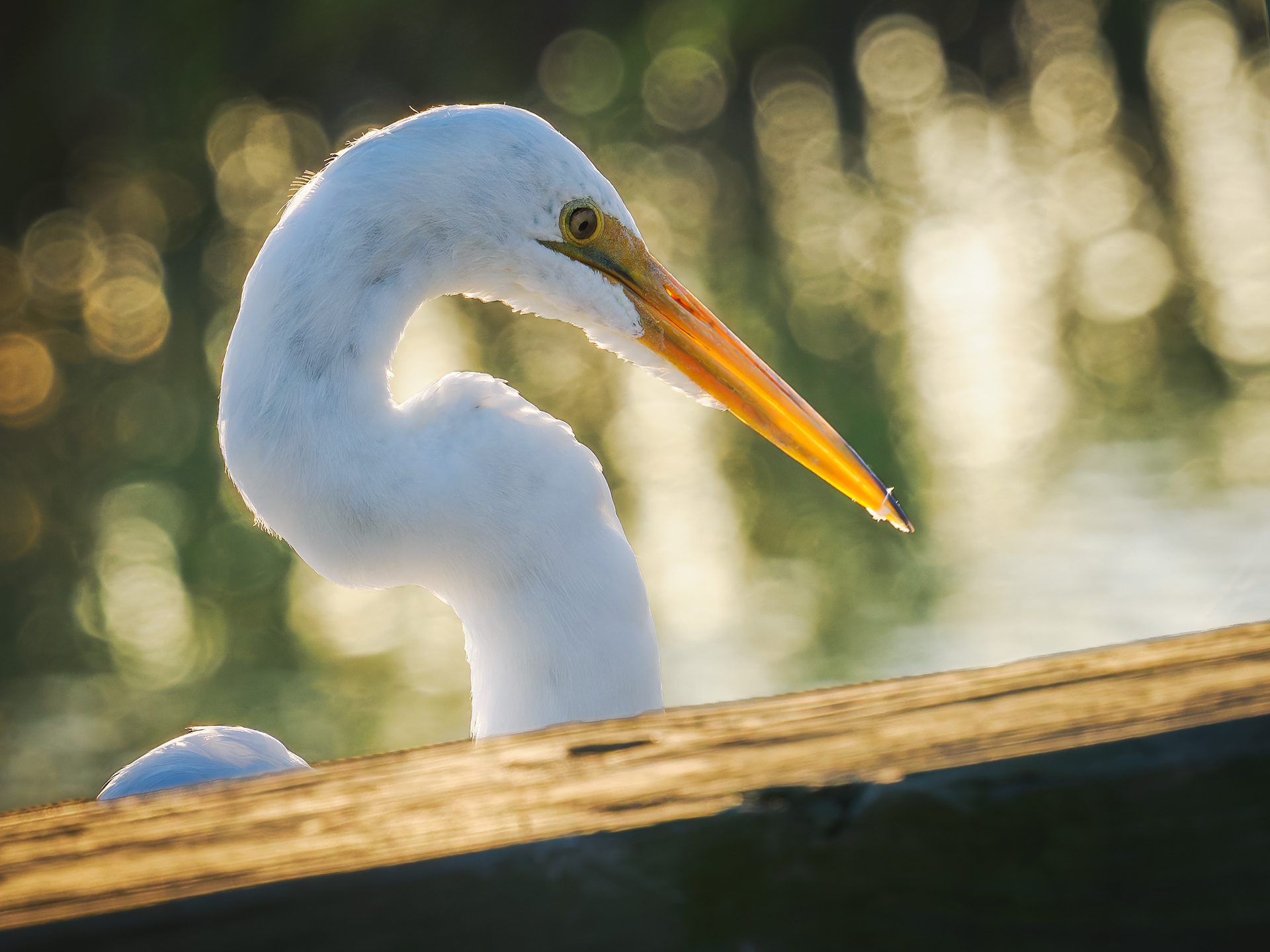 Great Egret dockside in Huntington Beach State Park in South Carolina.  Tidal salt marsh section looking towards Murrells Inlet.