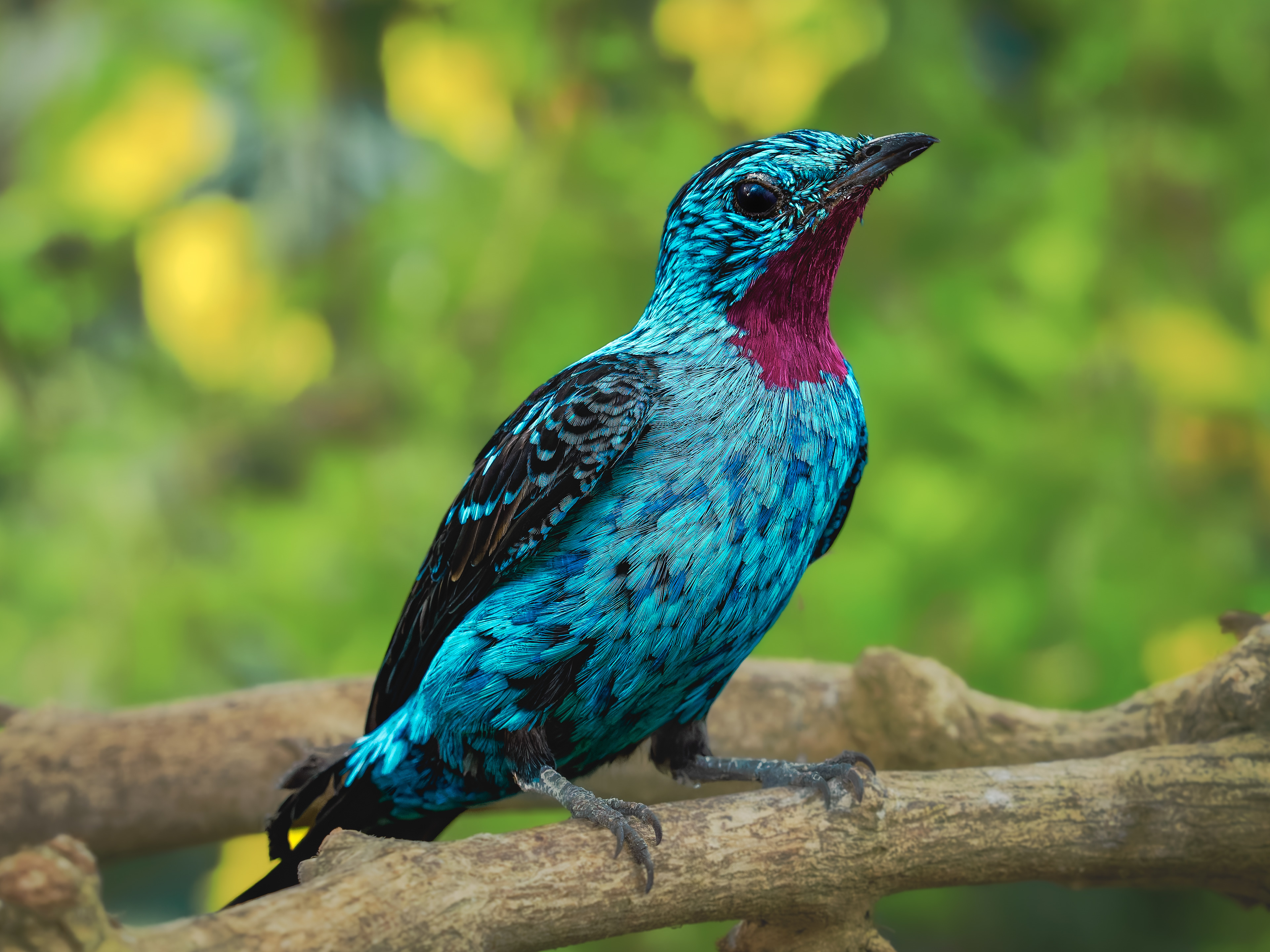 Spangled Cotinga at Key West Aviary, Florida Keys.