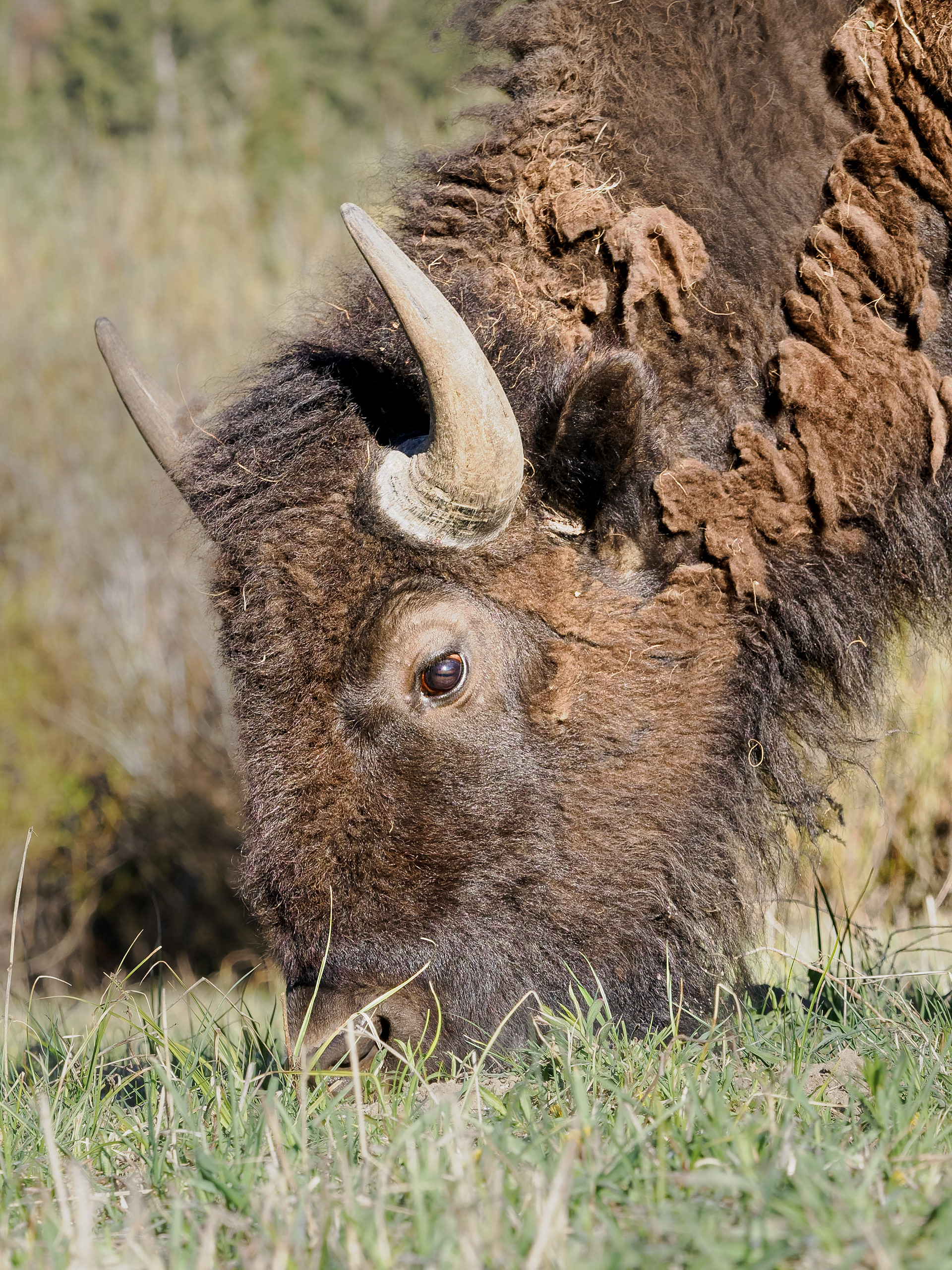 Ground level shot of grazing Bison in Eastern Lamar Valley early in the morning.  Yellowstone National Park. 