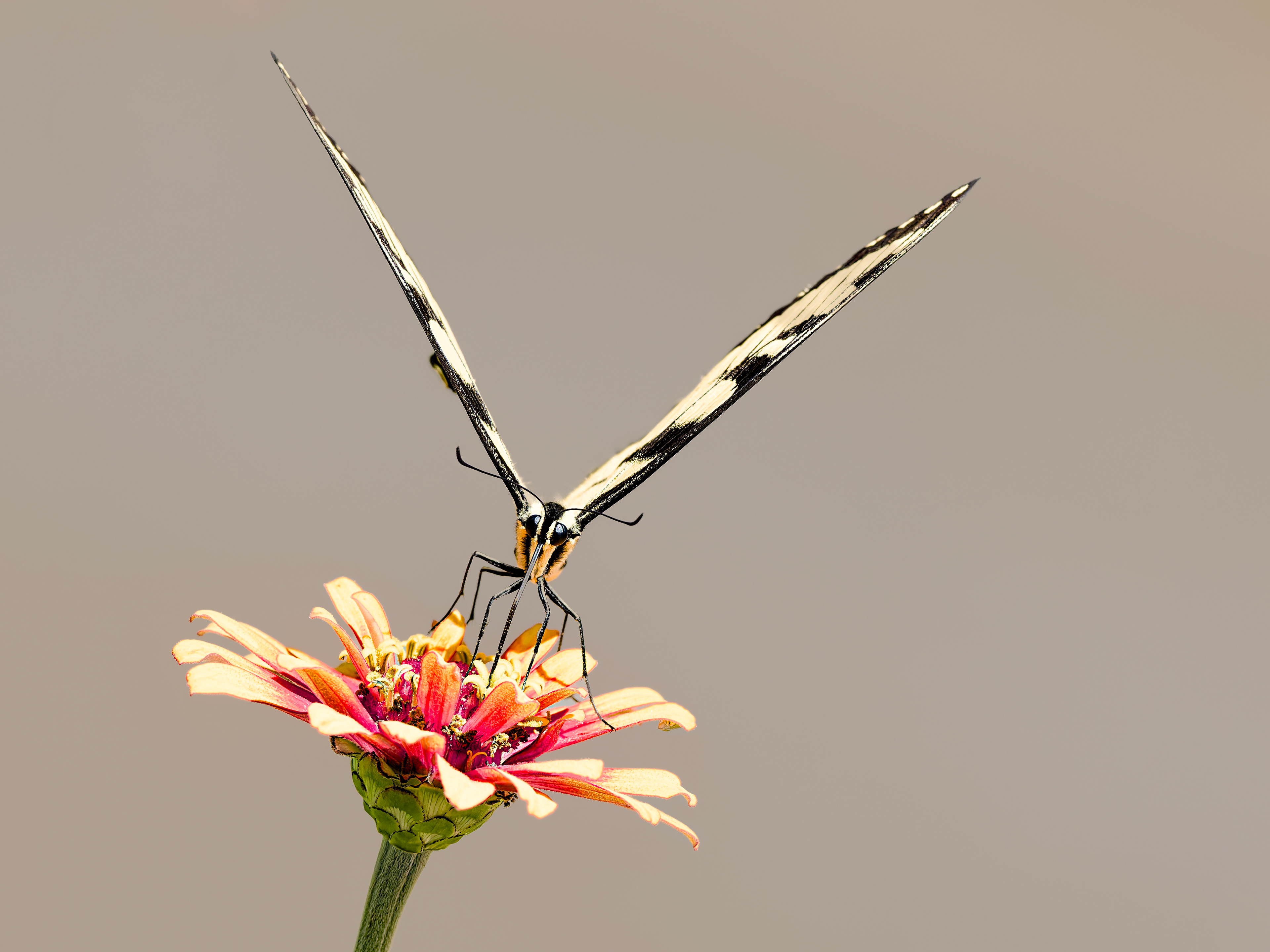 Butterfly at State Botanical Garden of Georgia.  Athens, Georgia.