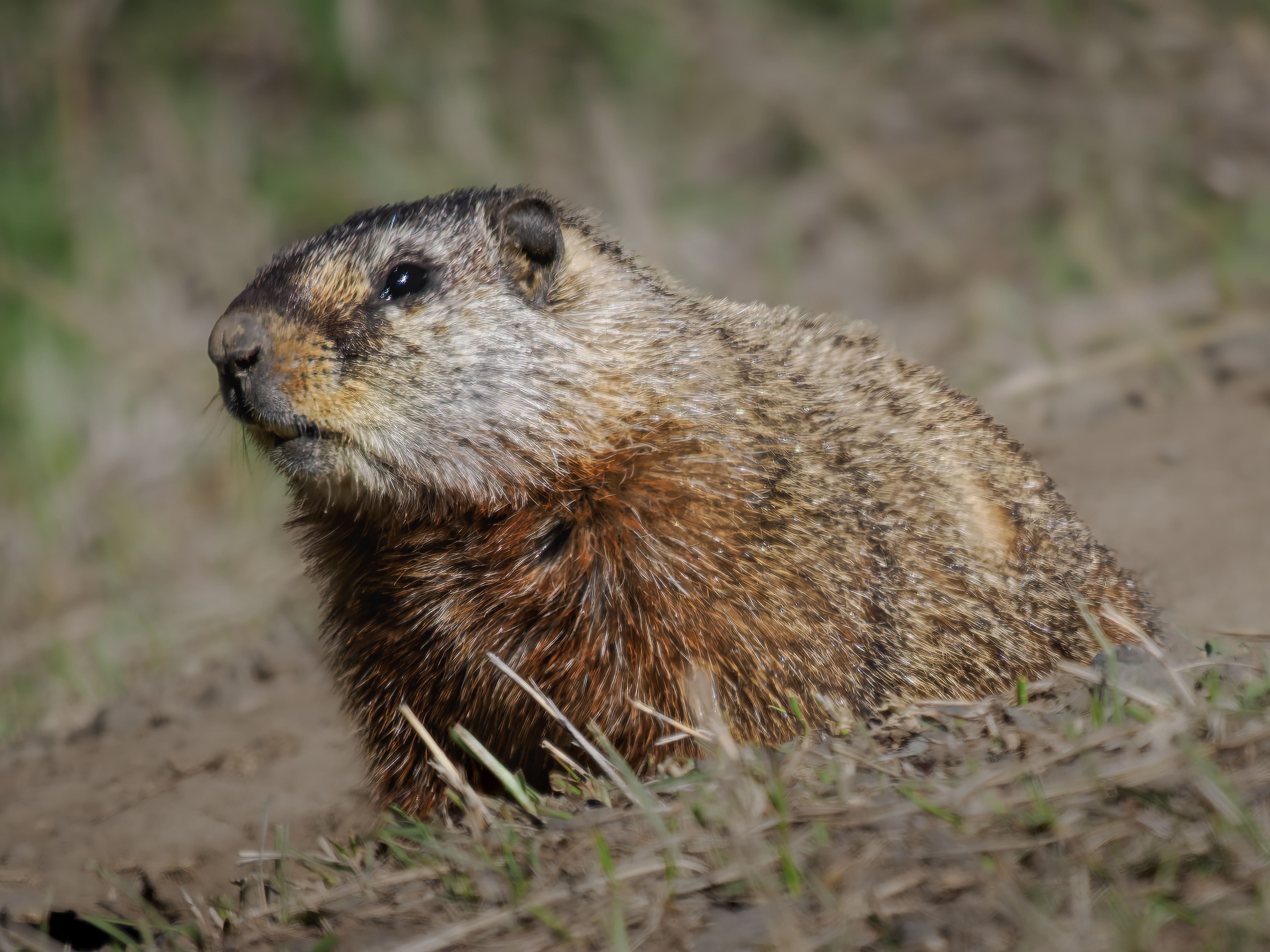 Marmot peeking out of his burrow along Chief Joe Scenic Hwy near North entrance to Yellowstone National Park