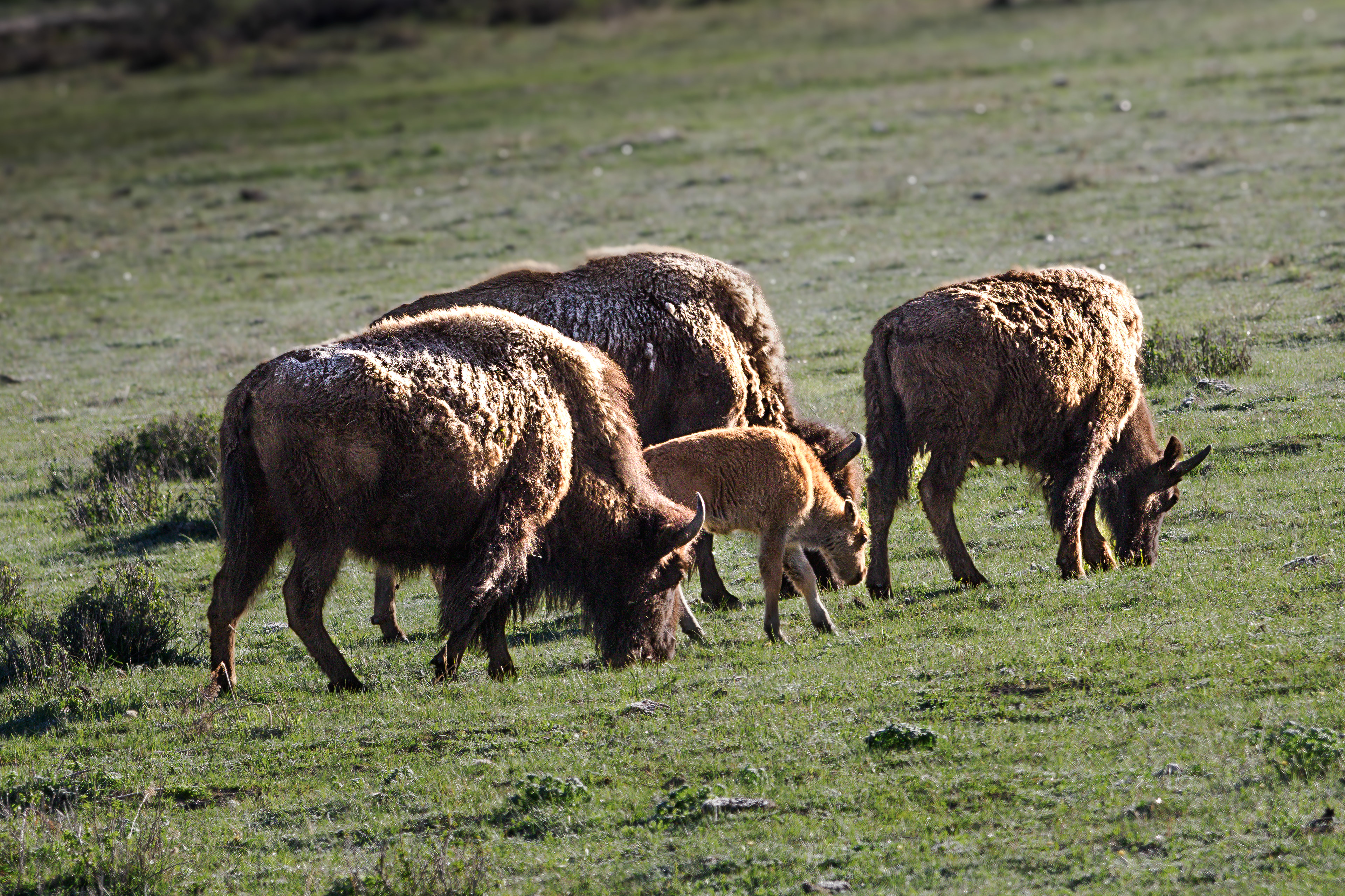 Bison group with young "red dog" early in the morning covered with frost.  Eastern Lamar Valley.  Yellowstone National  Park.