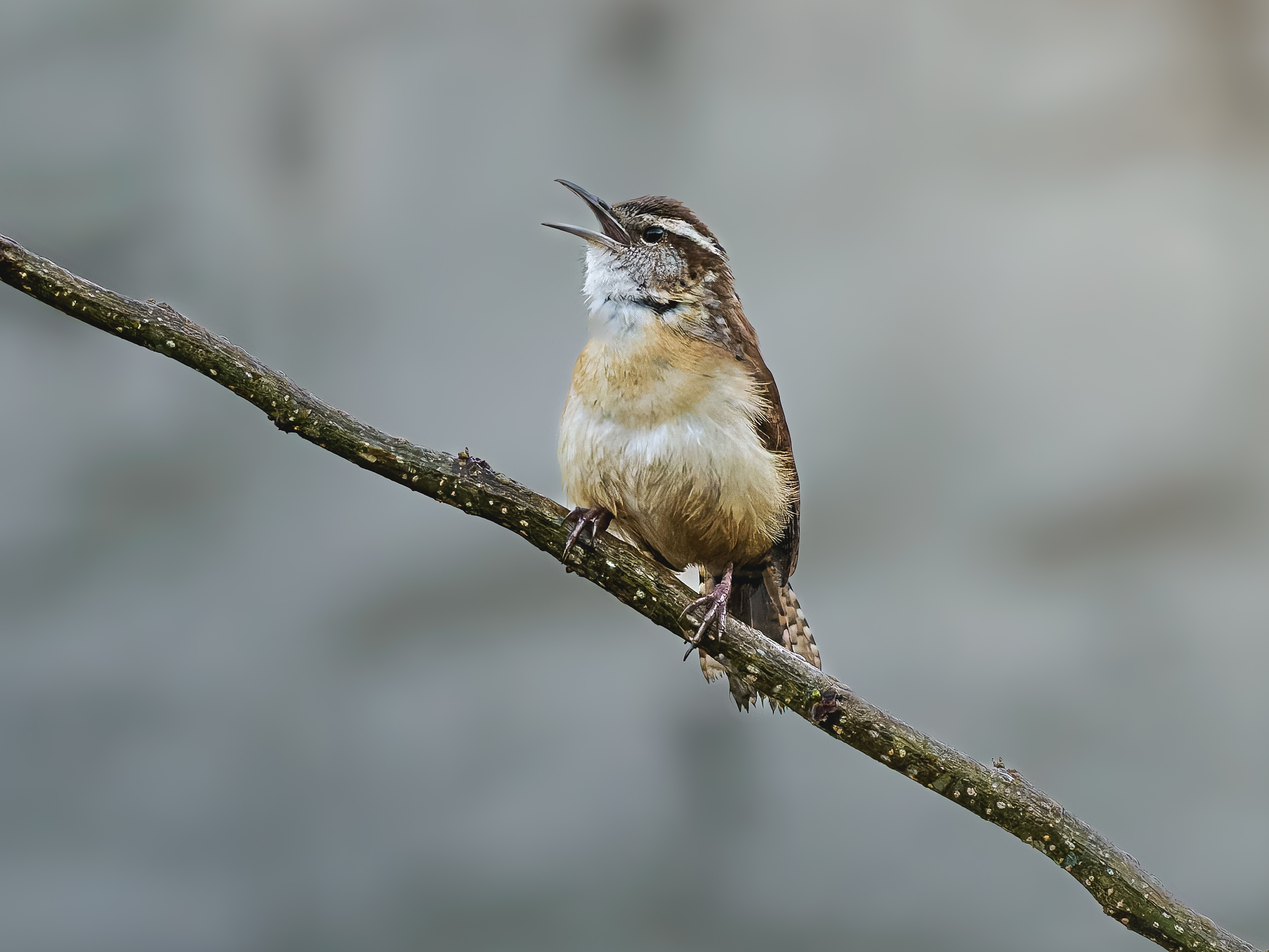Carolina Wren singing a morning tune at Jefferson Lake in Jefferson Georgia.