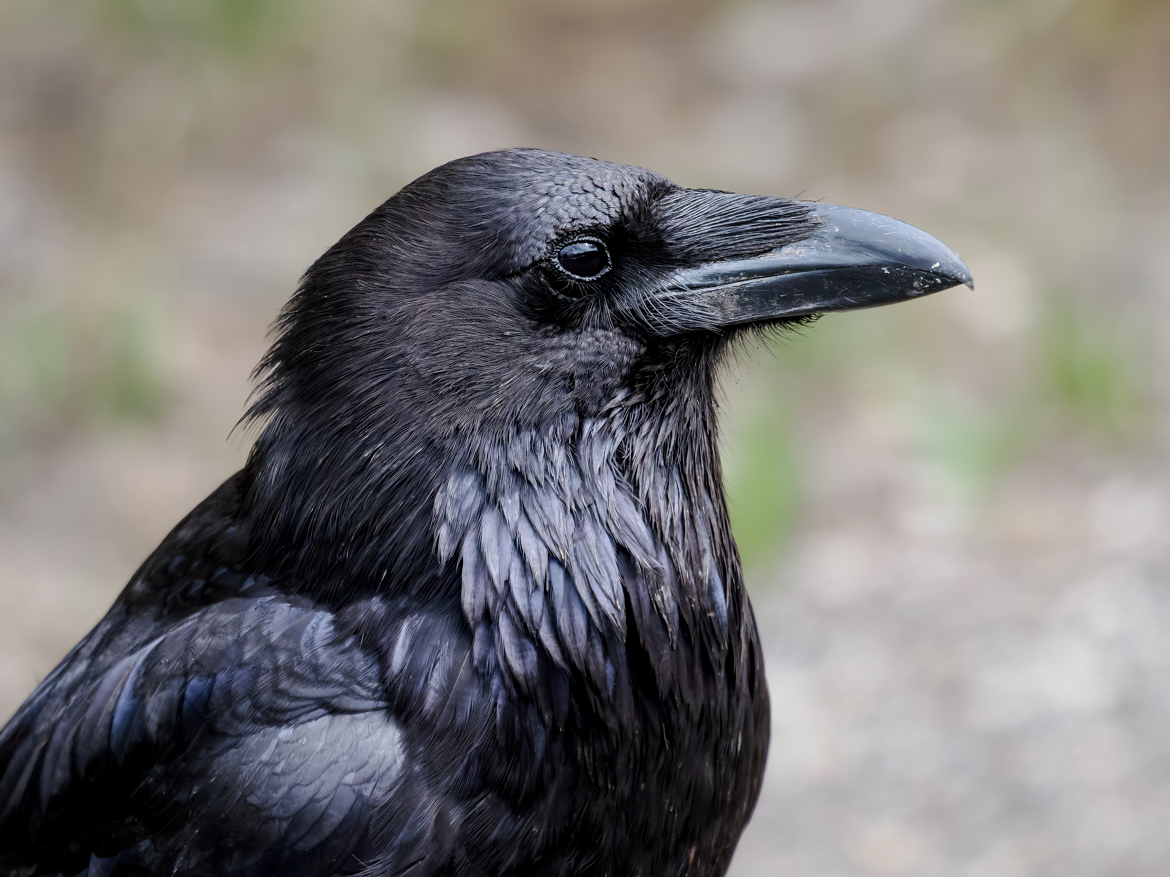 Common Raven posing near LeHardy Rapids in Yellowstone National Park.