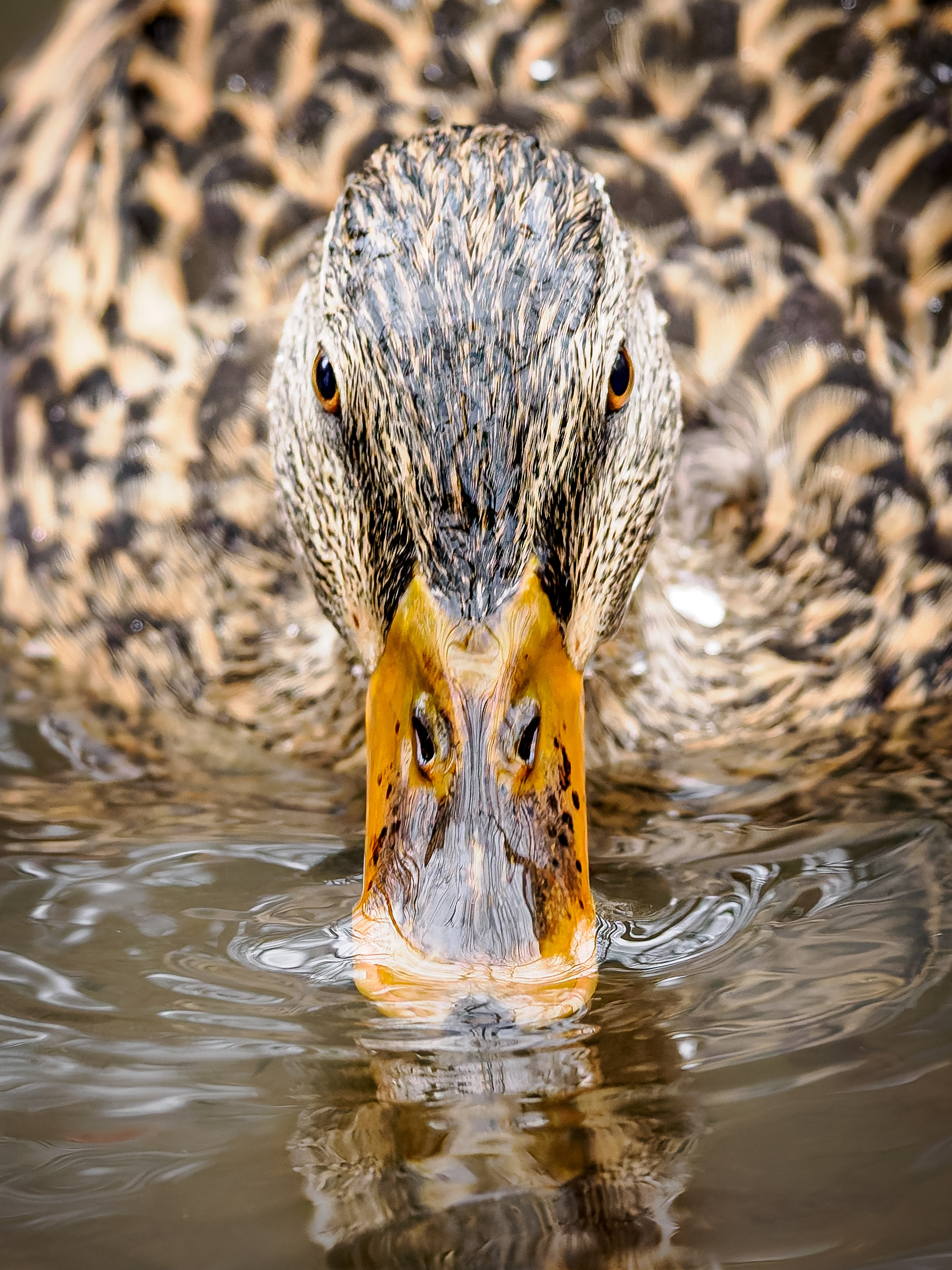 Female Mallard Duck on a chilly rainy day at Bog Garden in Greensboro NC.