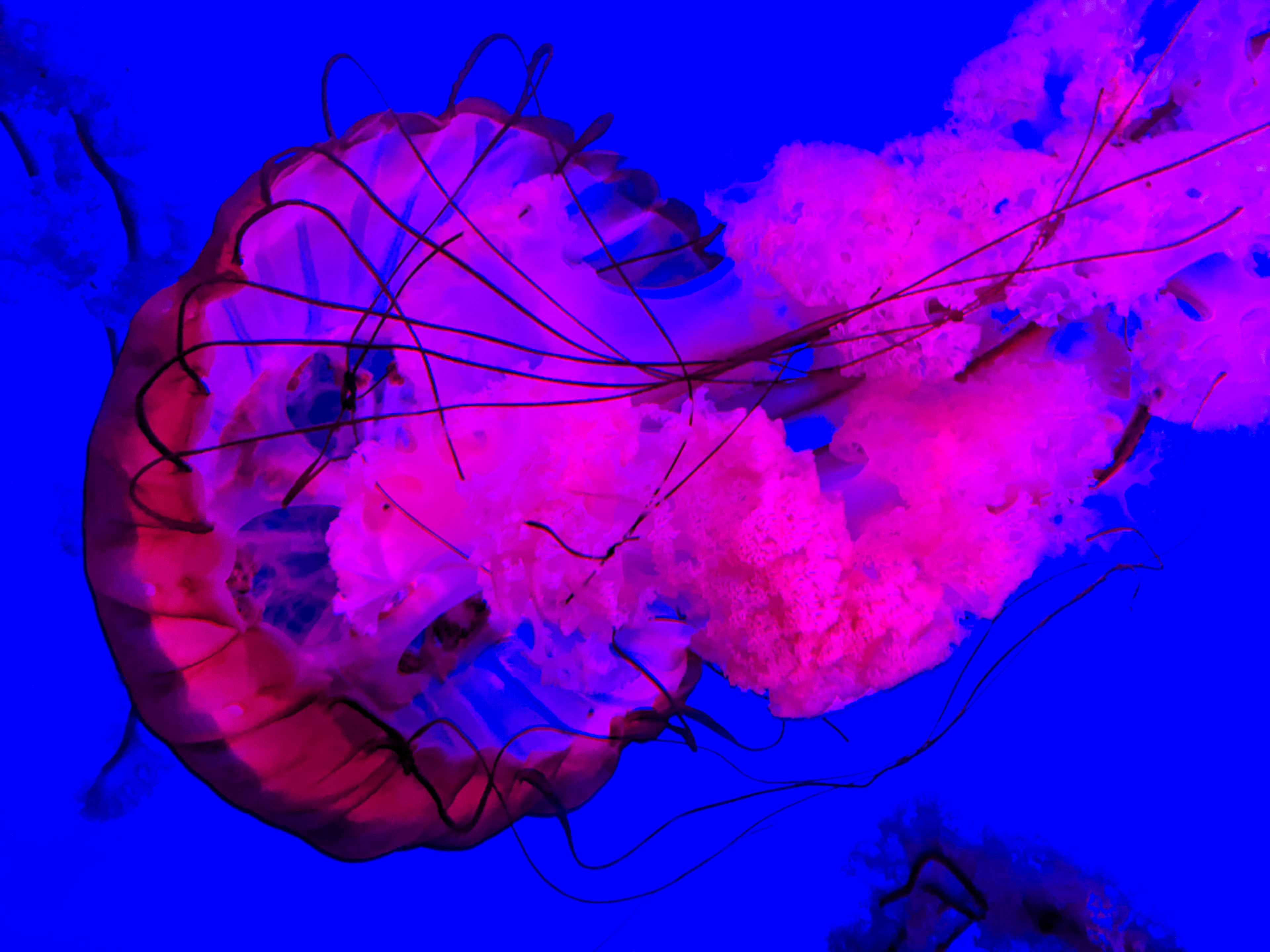 July, 2022 | Pacific Sea Nettle