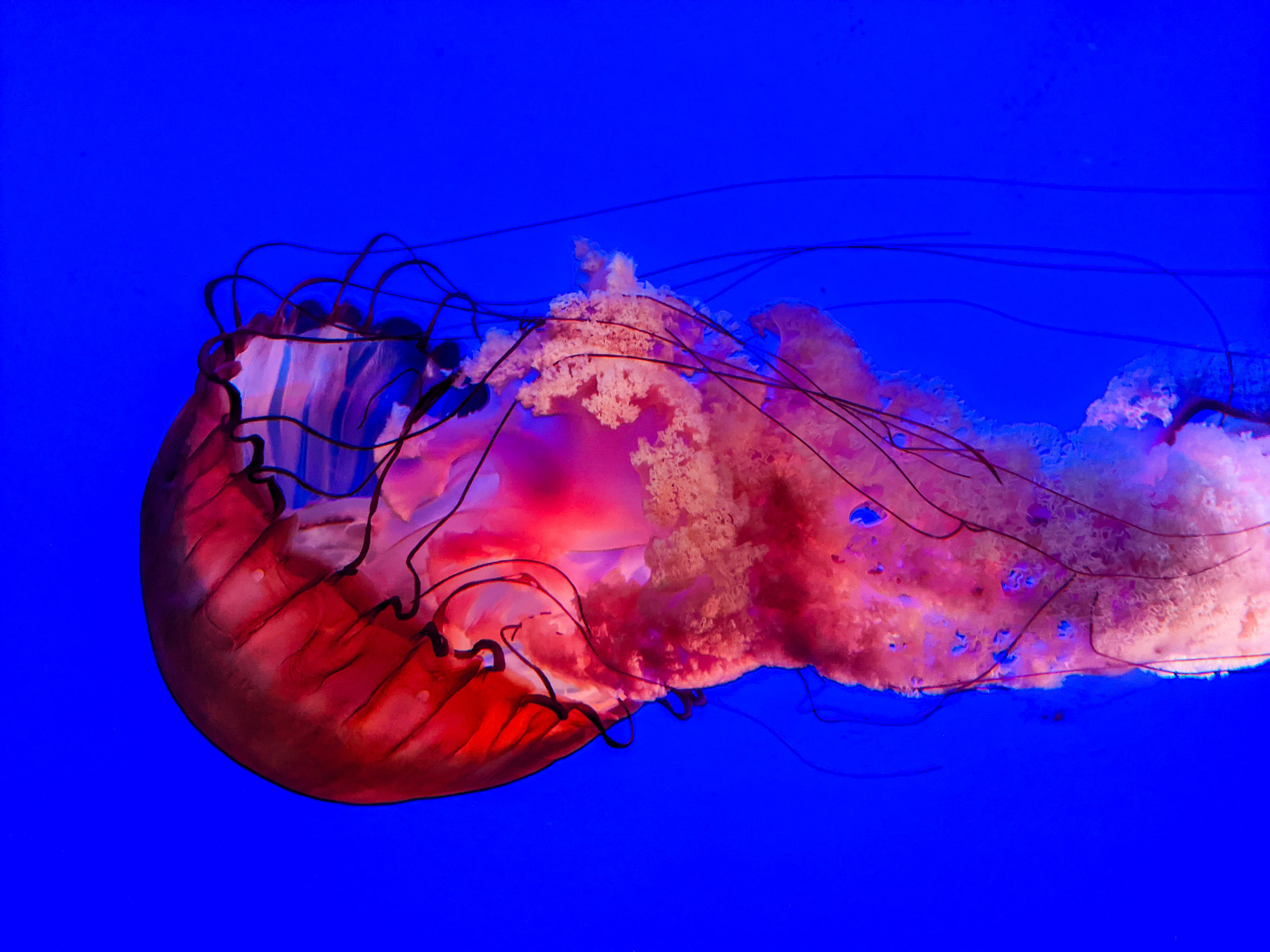 July, 2022 | Pacific Sea Nettle