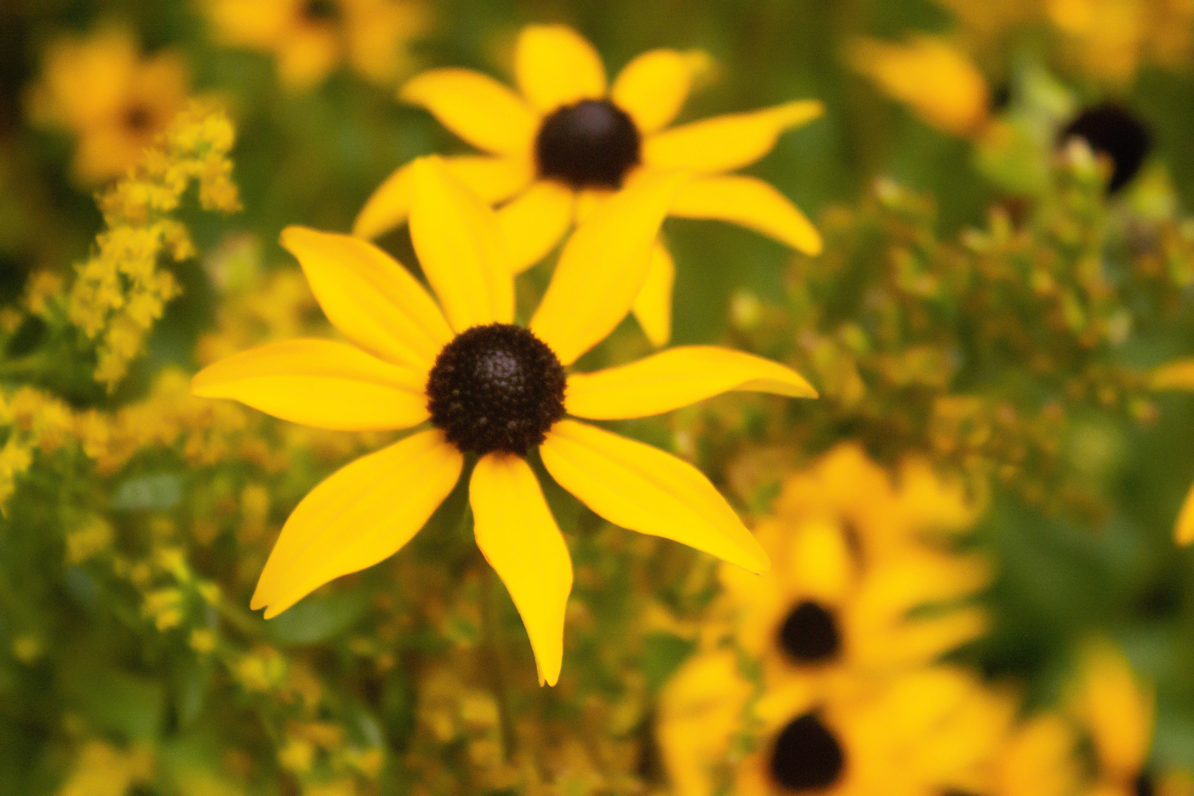 September, 2022 | Black Eyed Susan