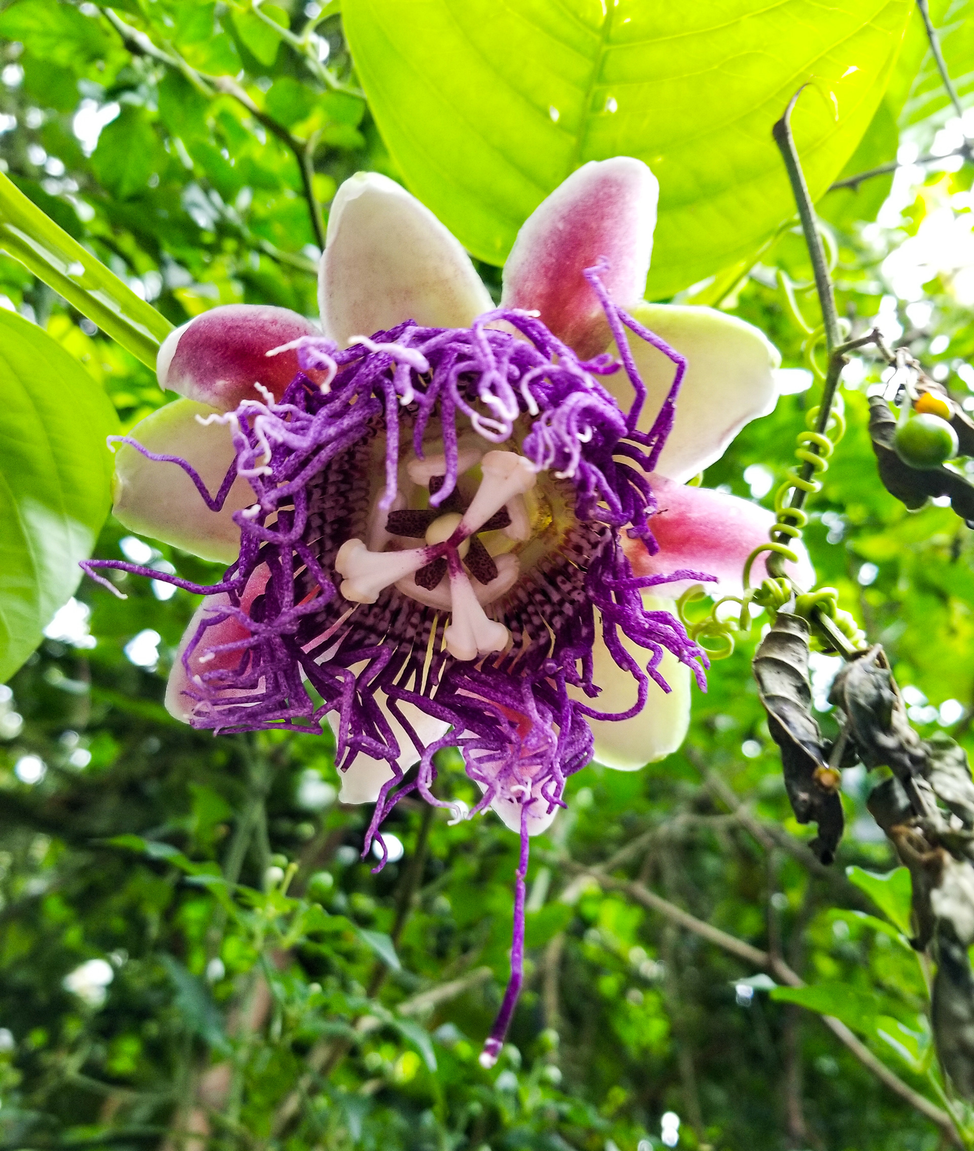June, 2021 | Passion Flower