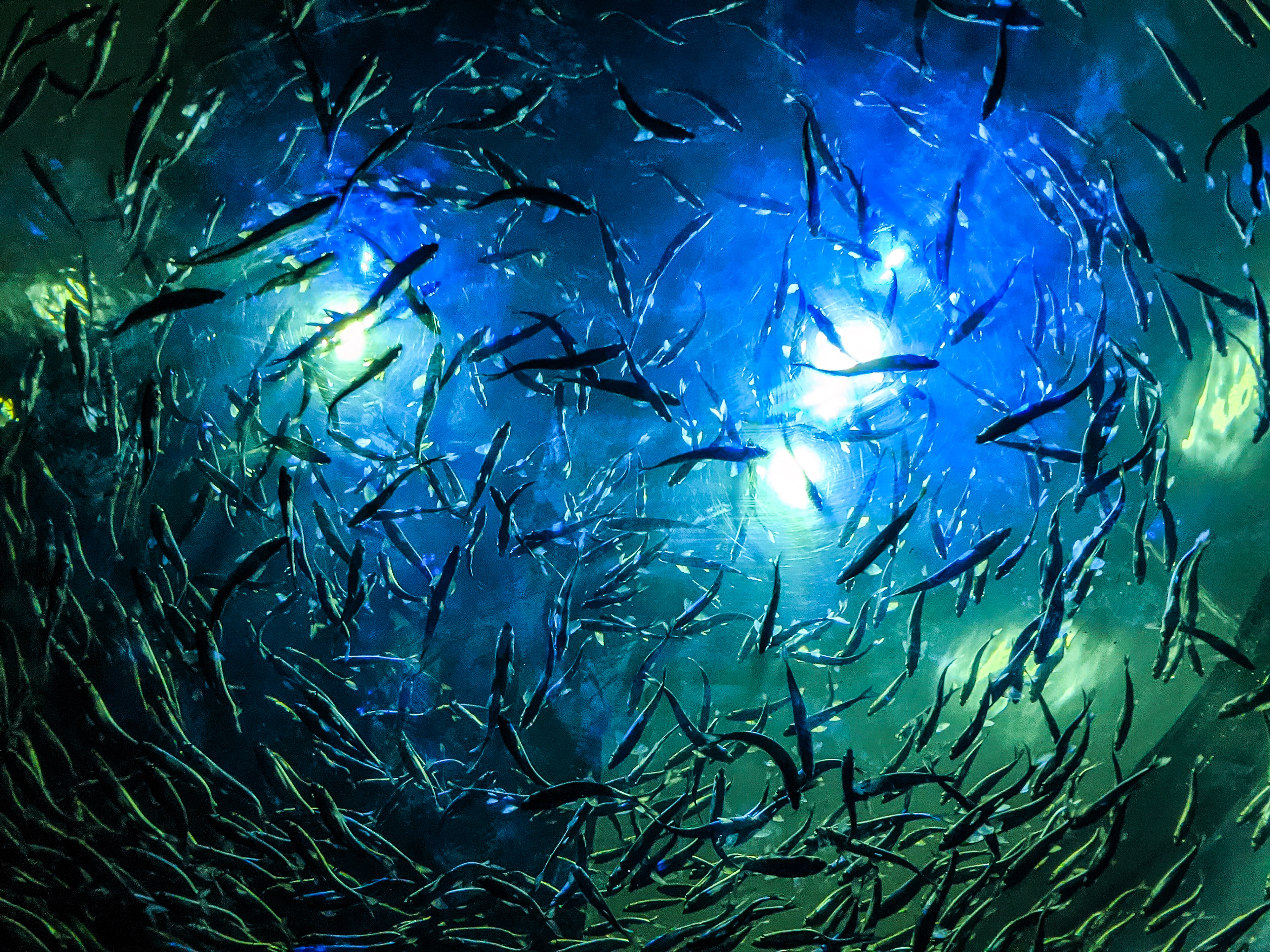 July 2022 | Alewives