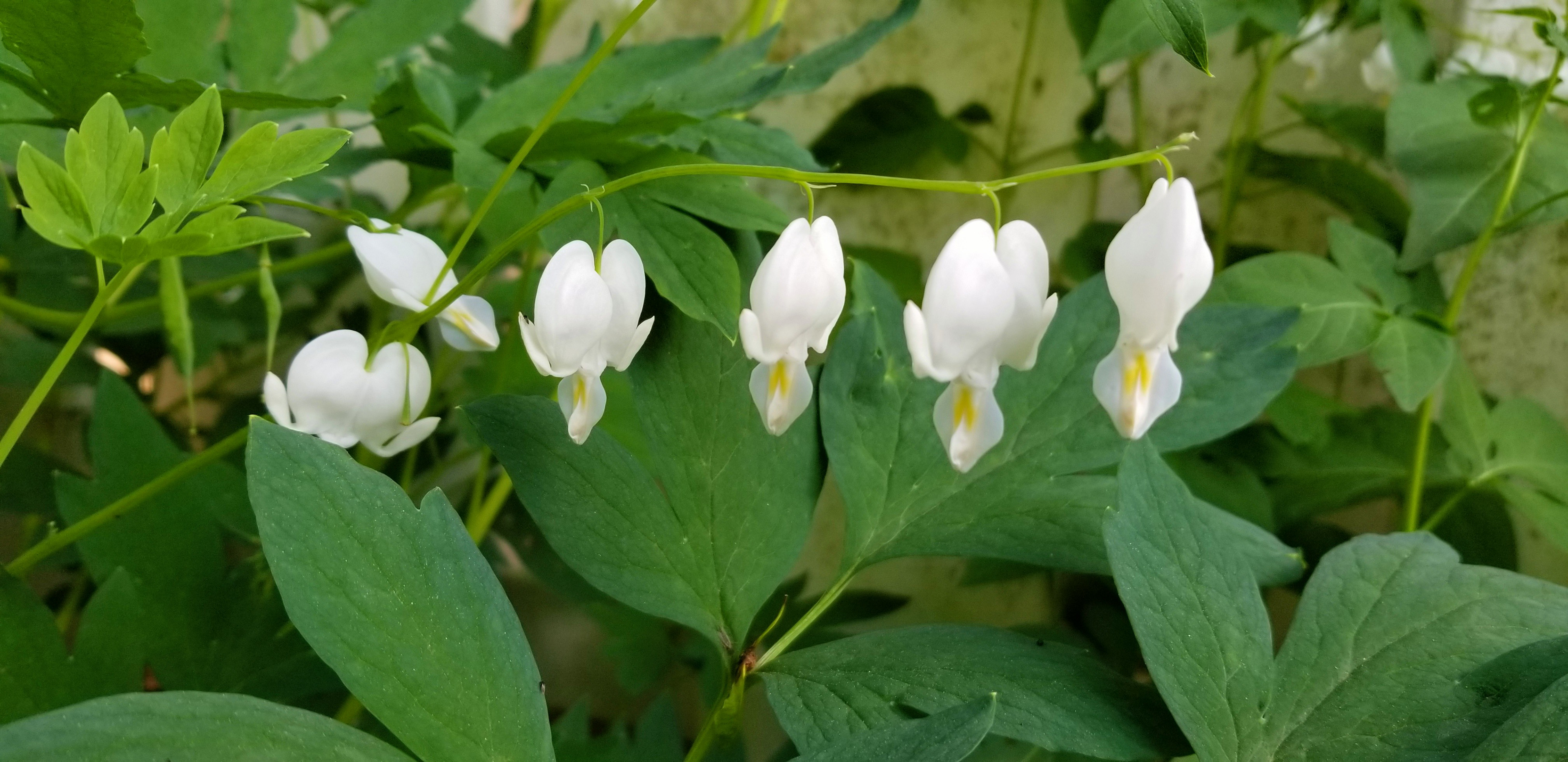 April, 2023 | Bleeding Heart Flower