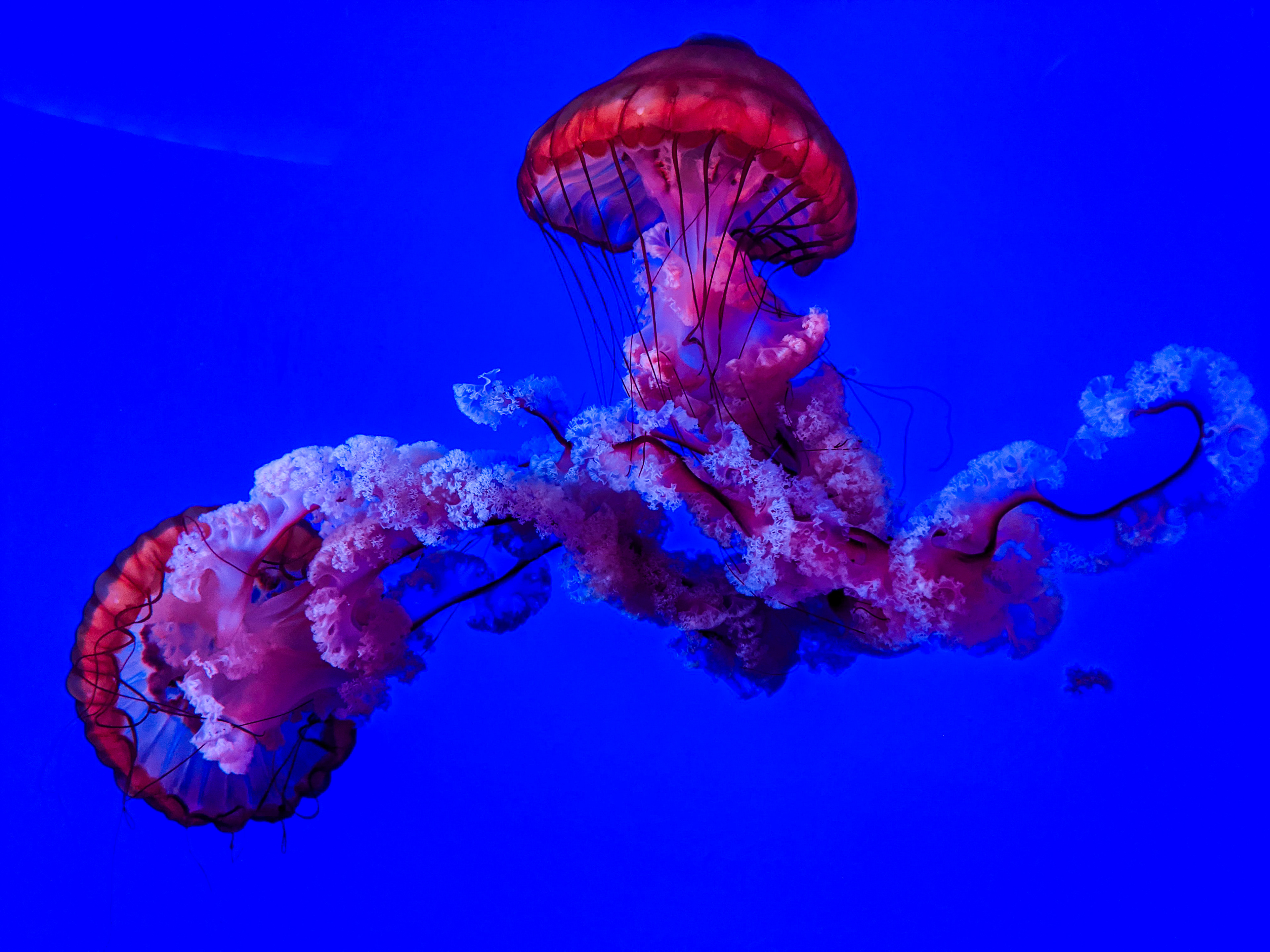 July, 2022 | Pacific Sea Nettle