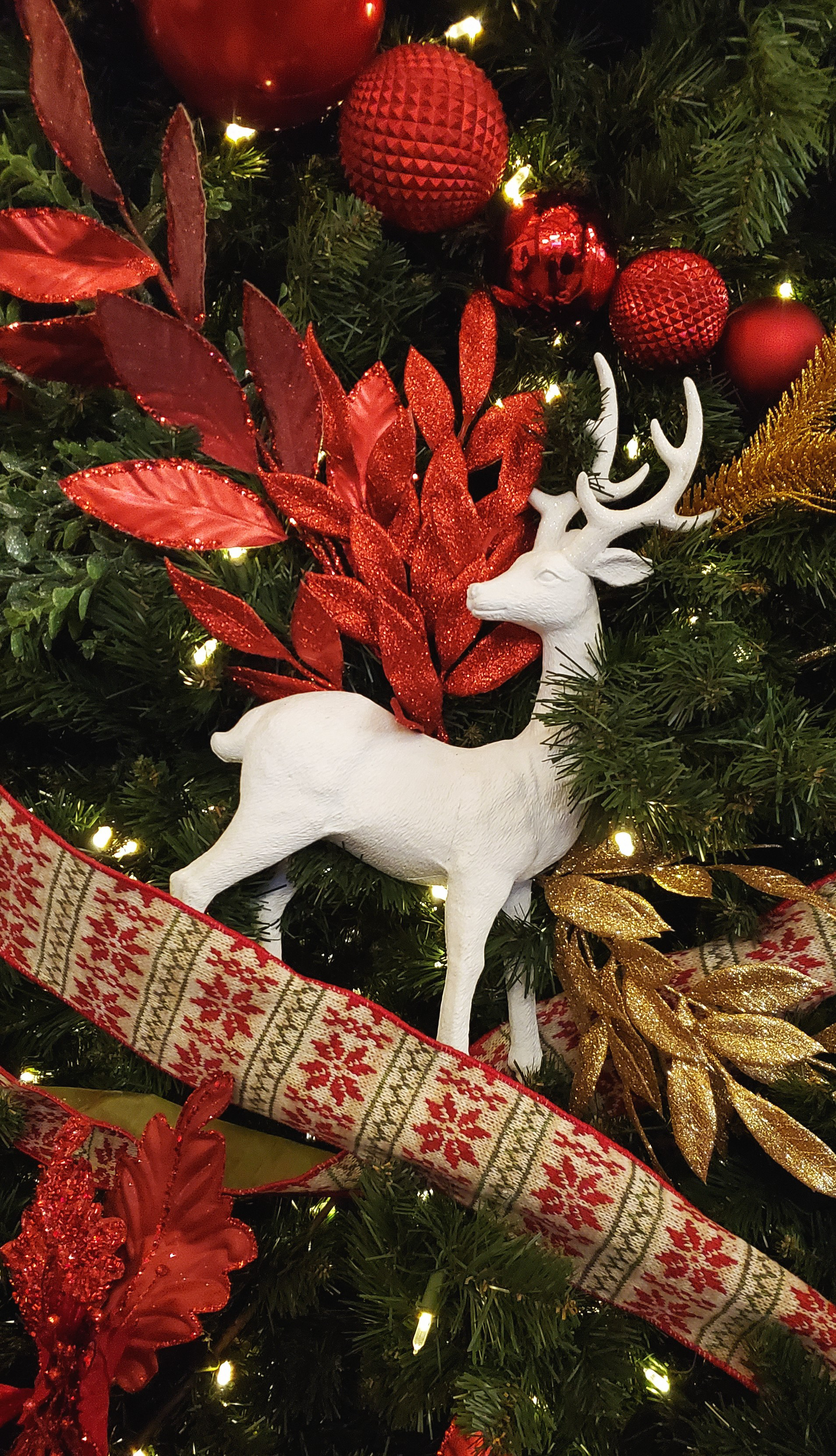 December, 2023 | Reindeer