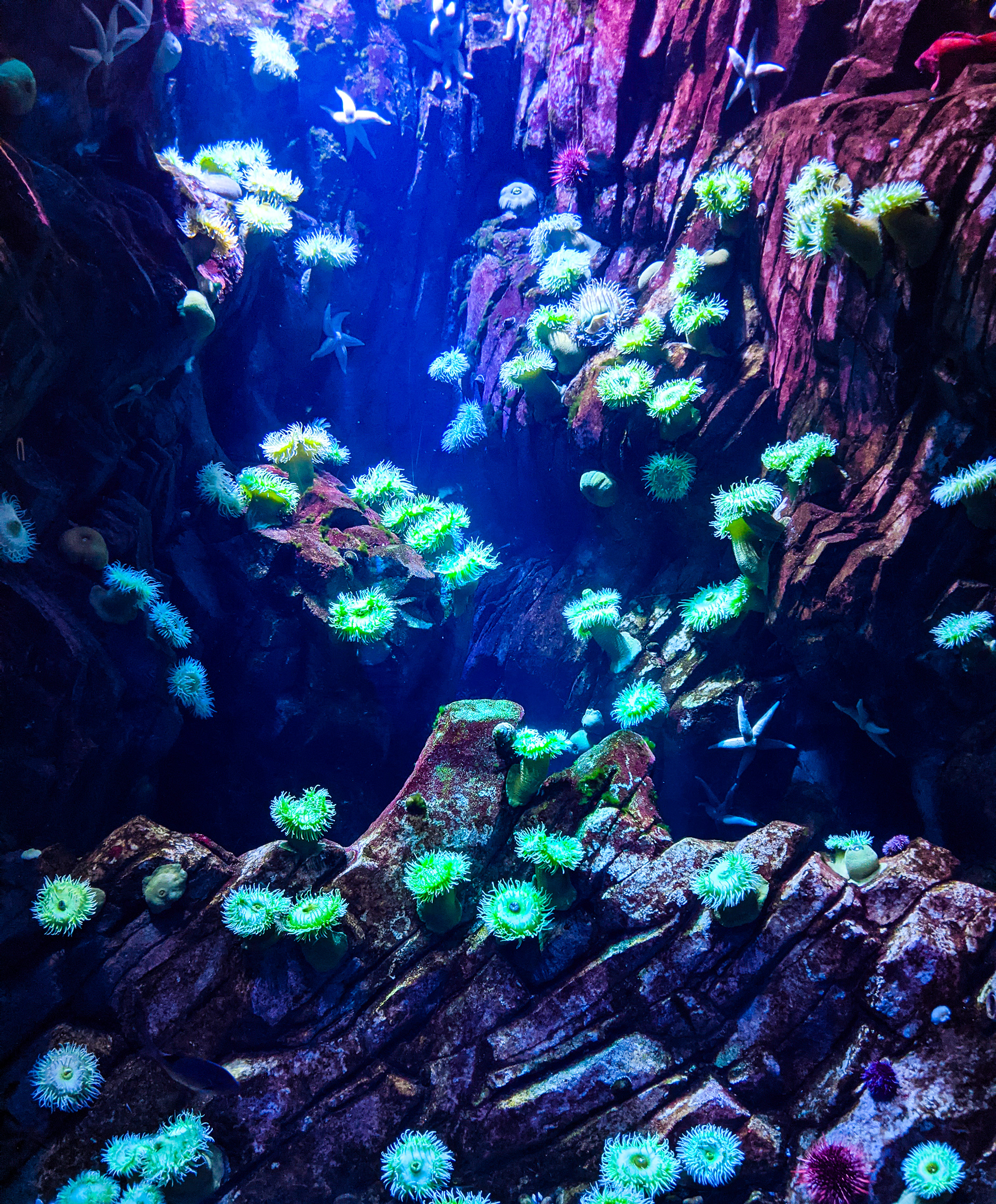 July, 2022 | Sea Anemone