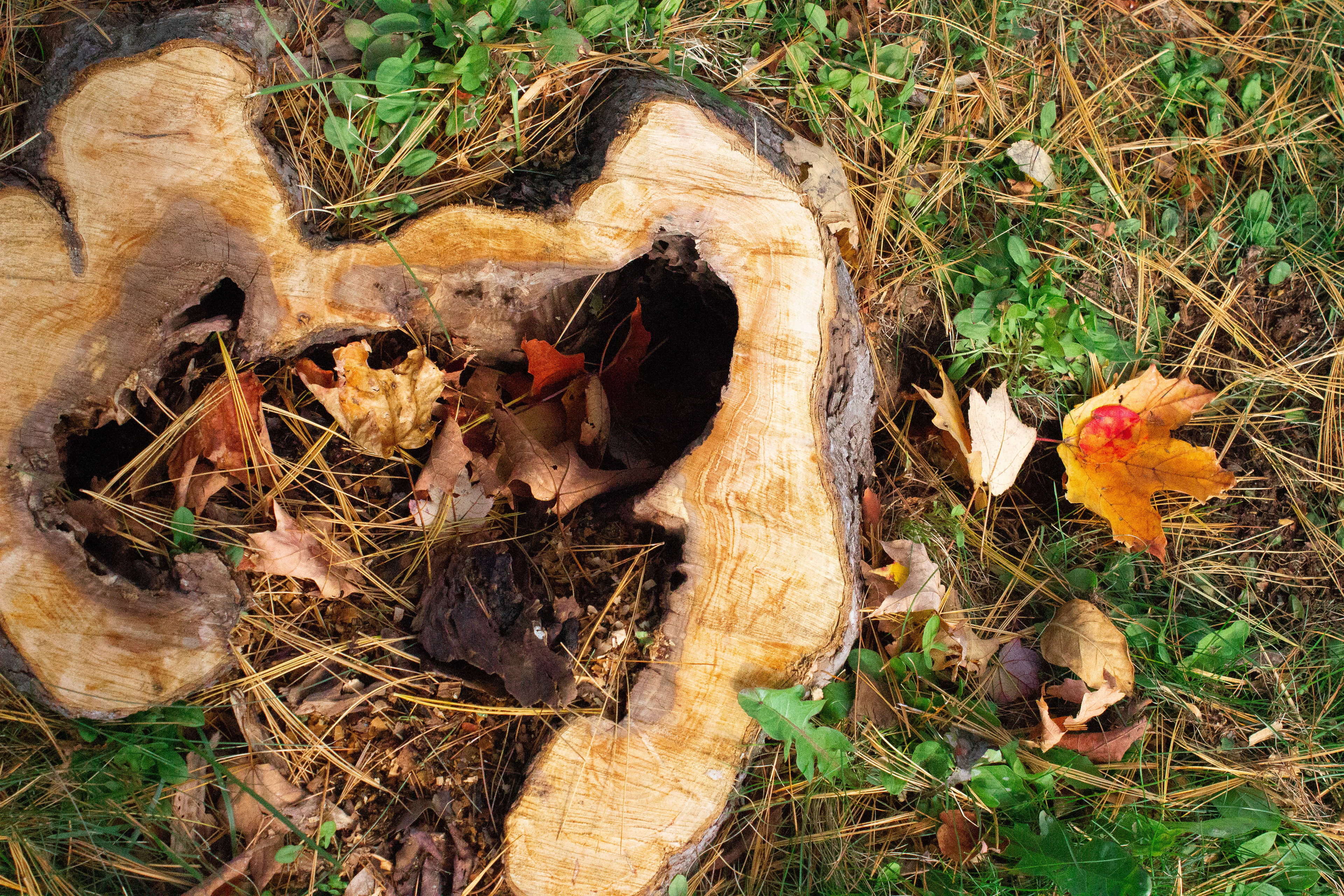 September, 2023 | Old Stump