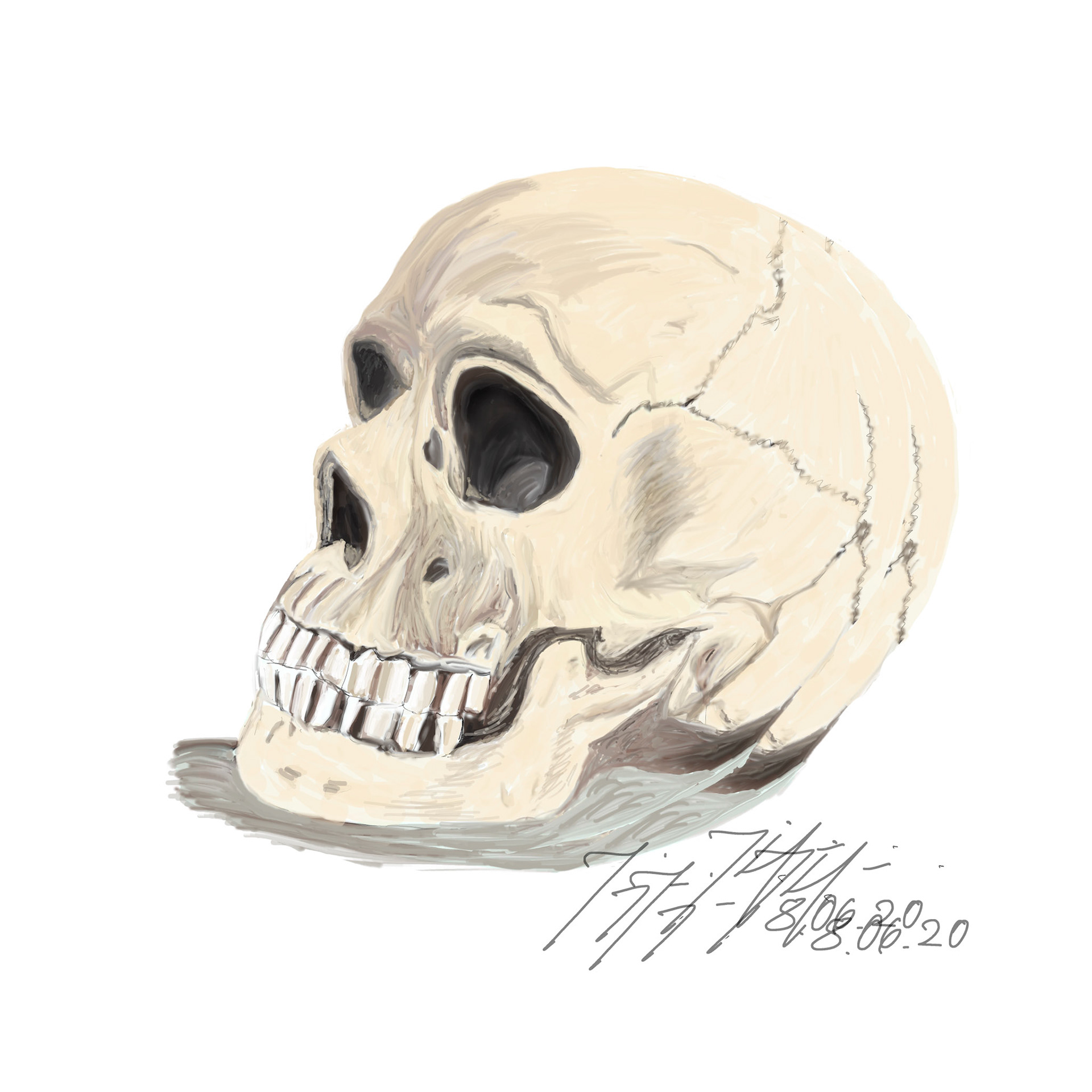 skull