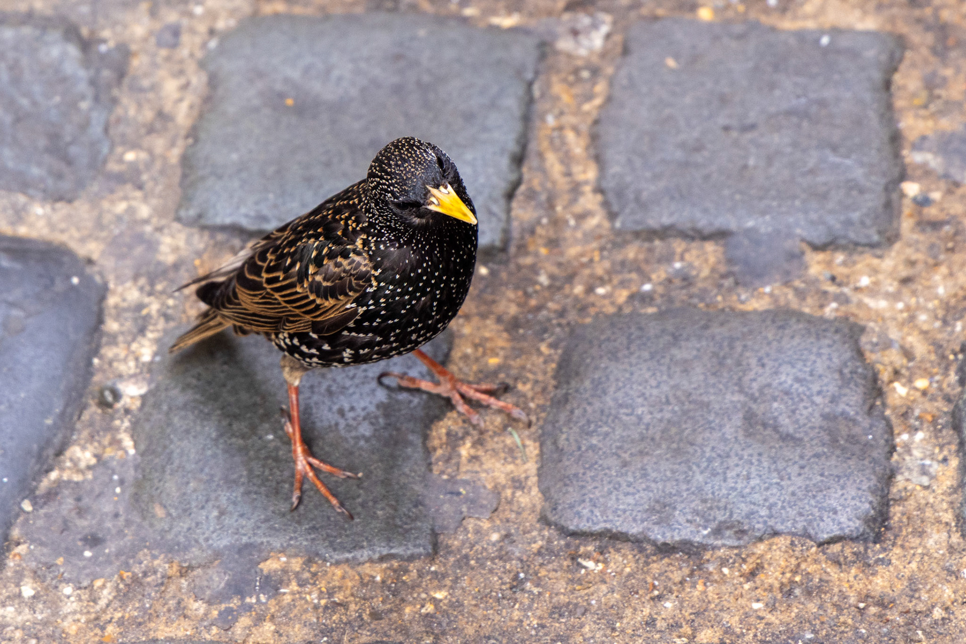 Bird Camden