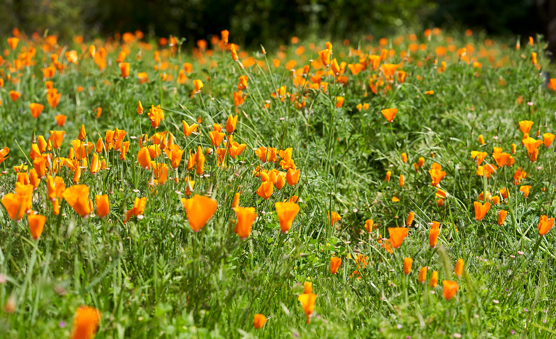 Orange Poppies, Spring