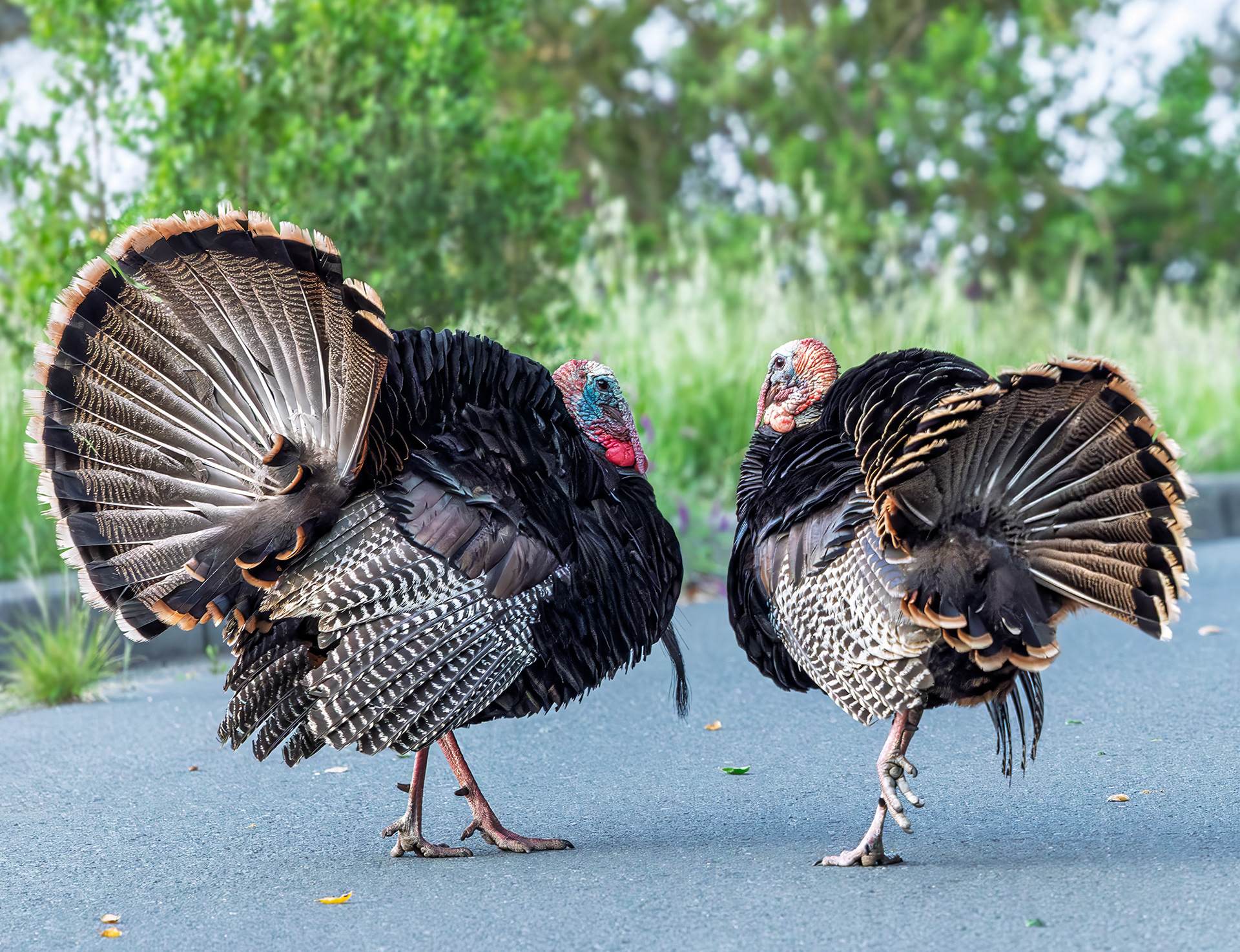 Pair of Wild Turkeys on Road
