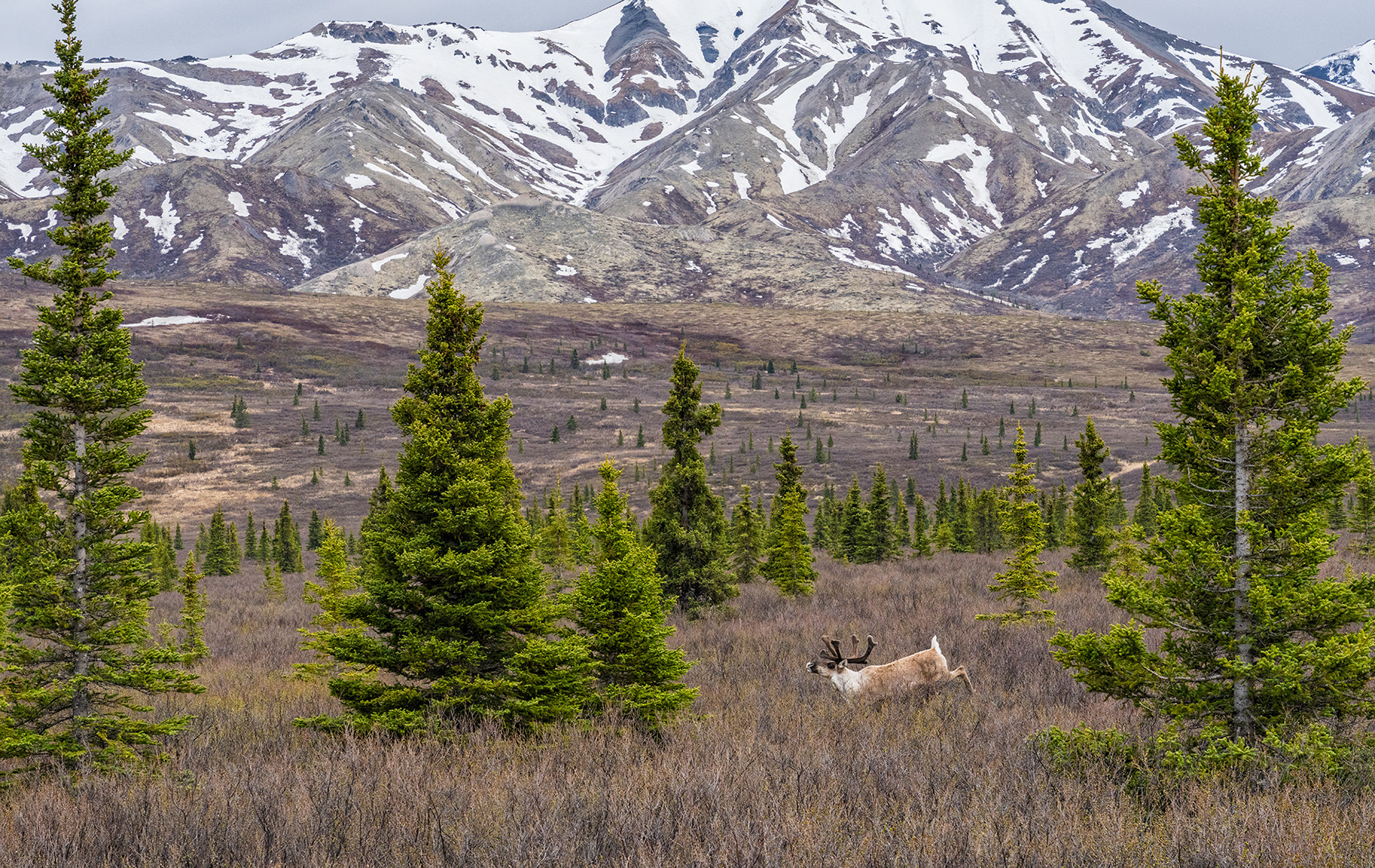 Caribou Kicking it Up, Denali