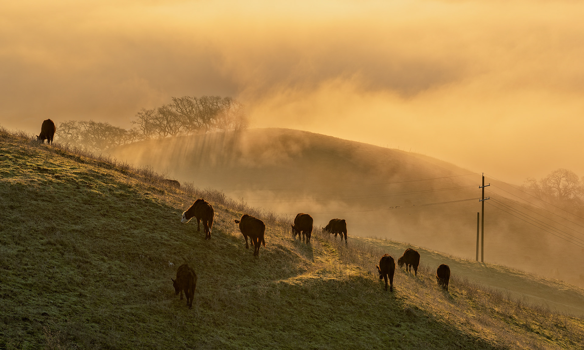 Cows at Sunrise, Lafayette Ridge