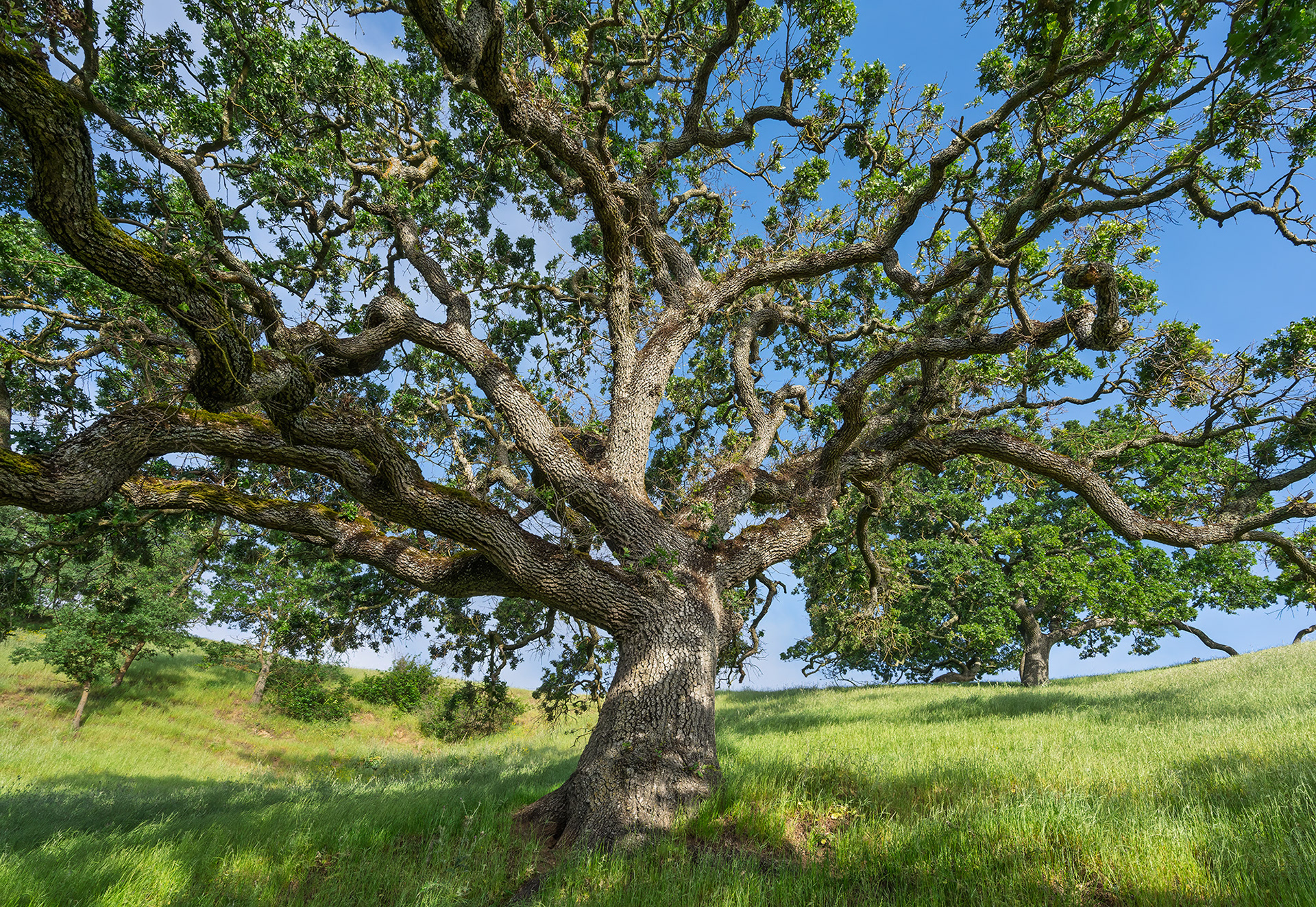 Valley Oak, Lafayette