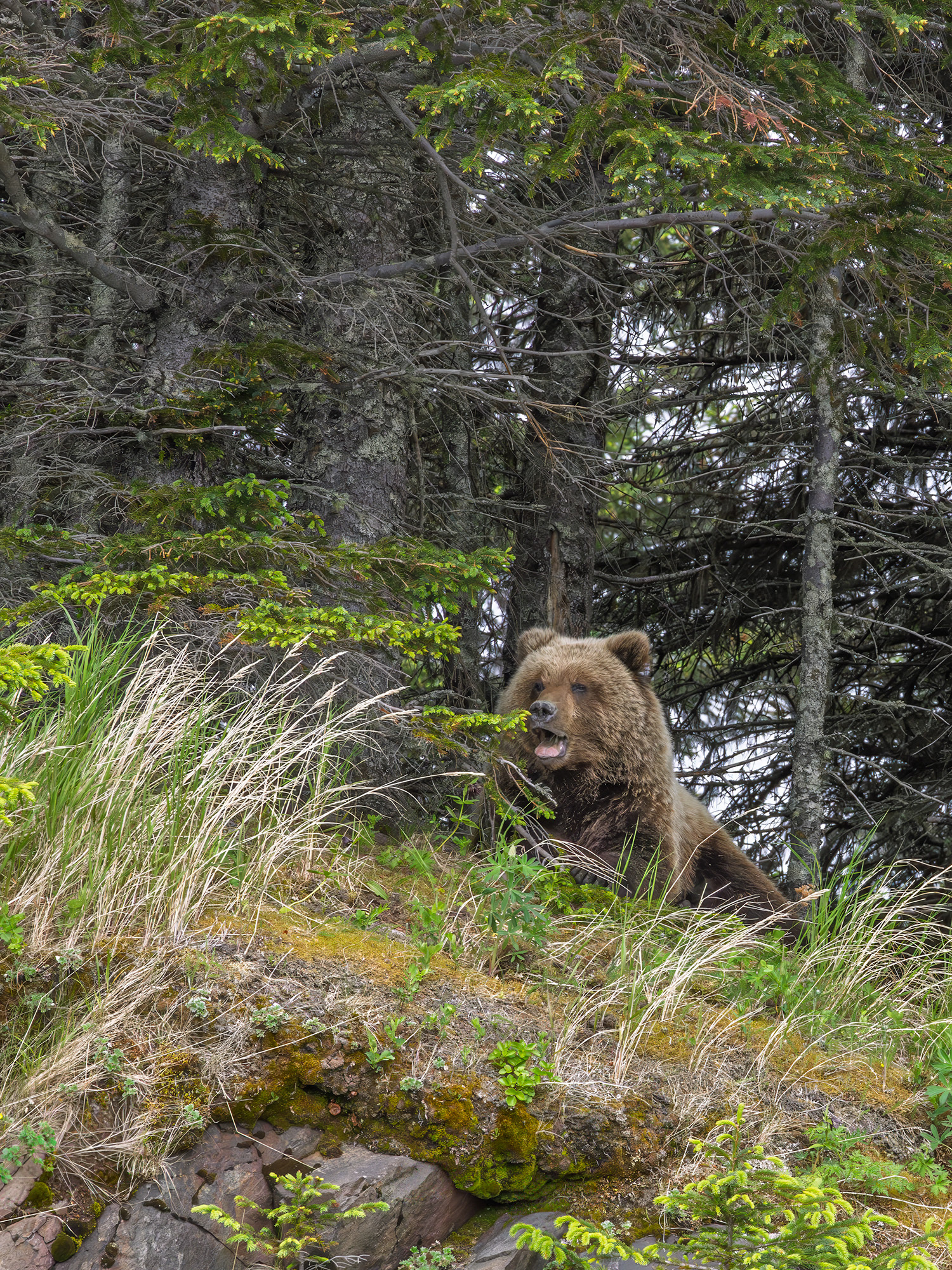 Time for a Nap, Alaska