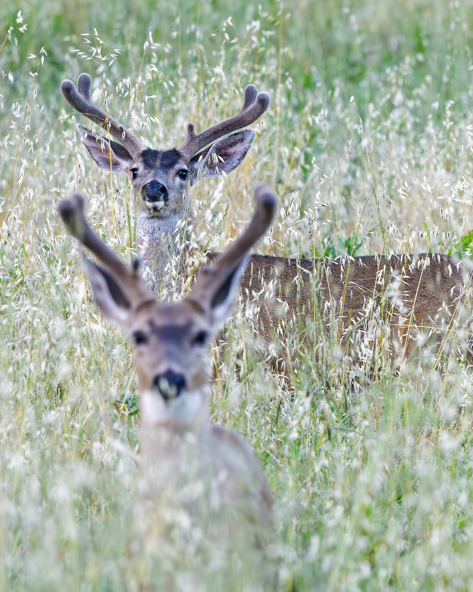 Two Bucks, Reservoir