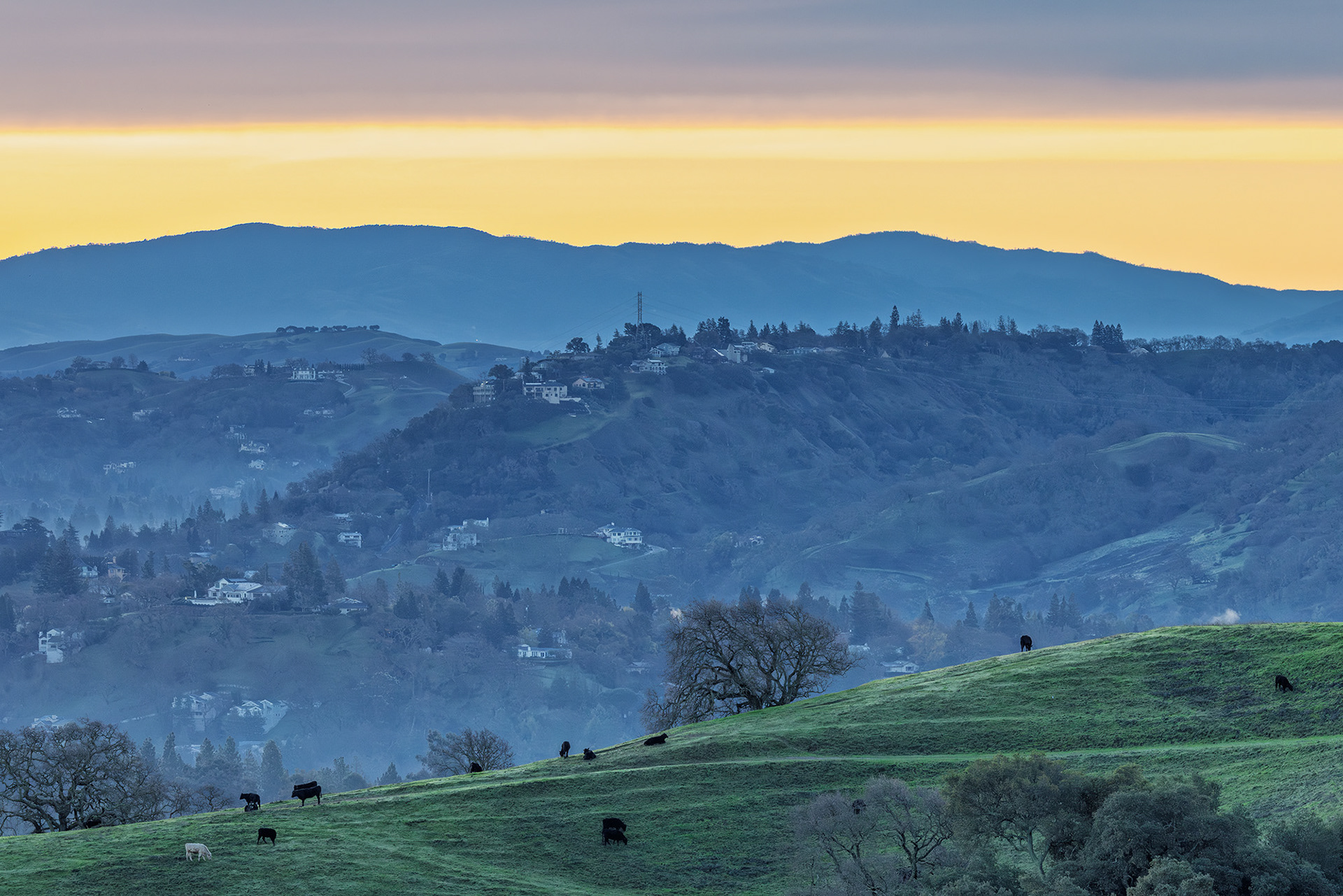 Cow Grazing, Dawn Colors