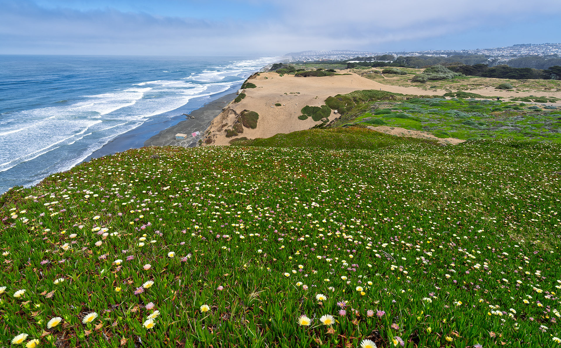 Wild Ice Flowers, Fort Funston Beach