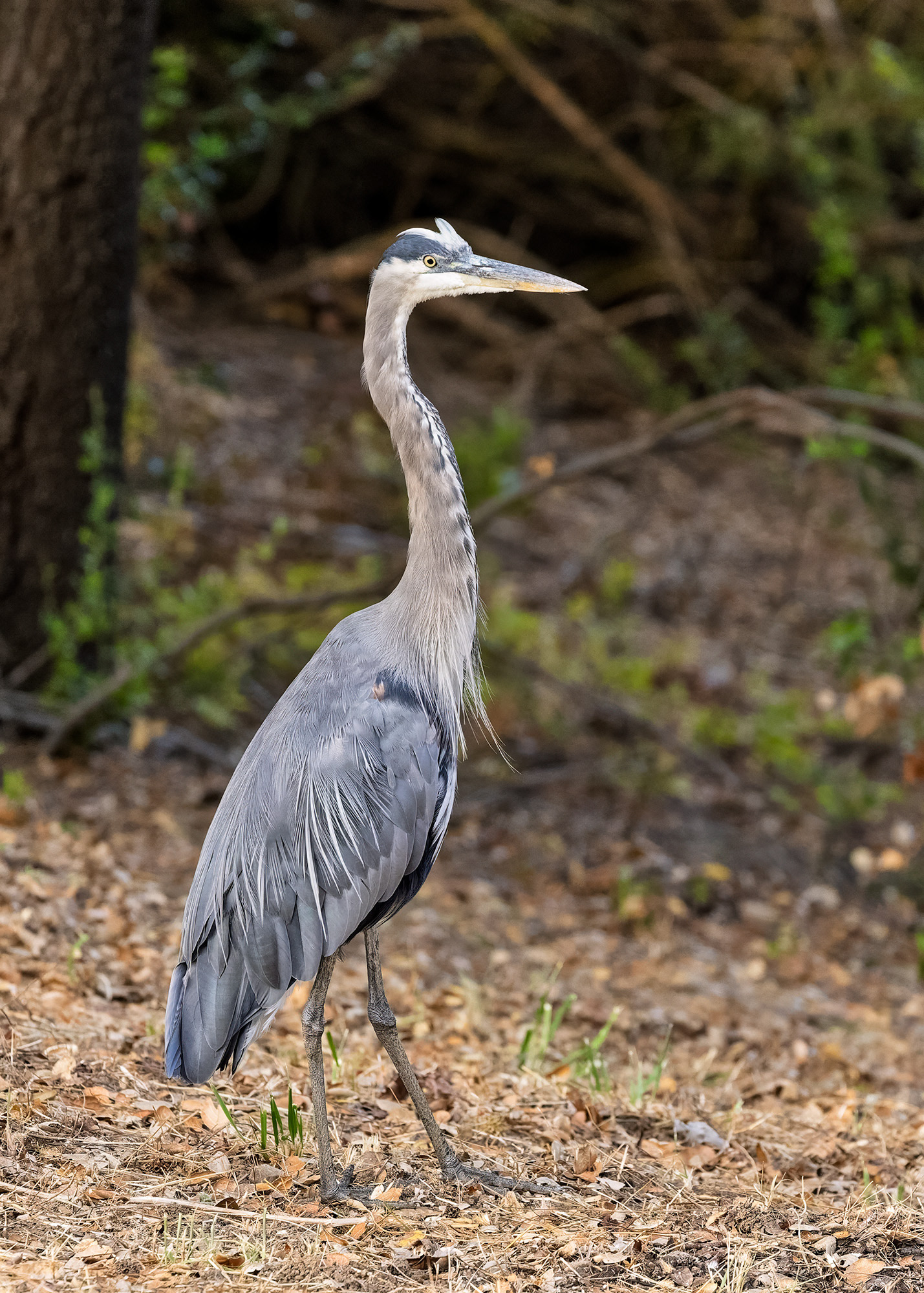 Blue Heron portrait