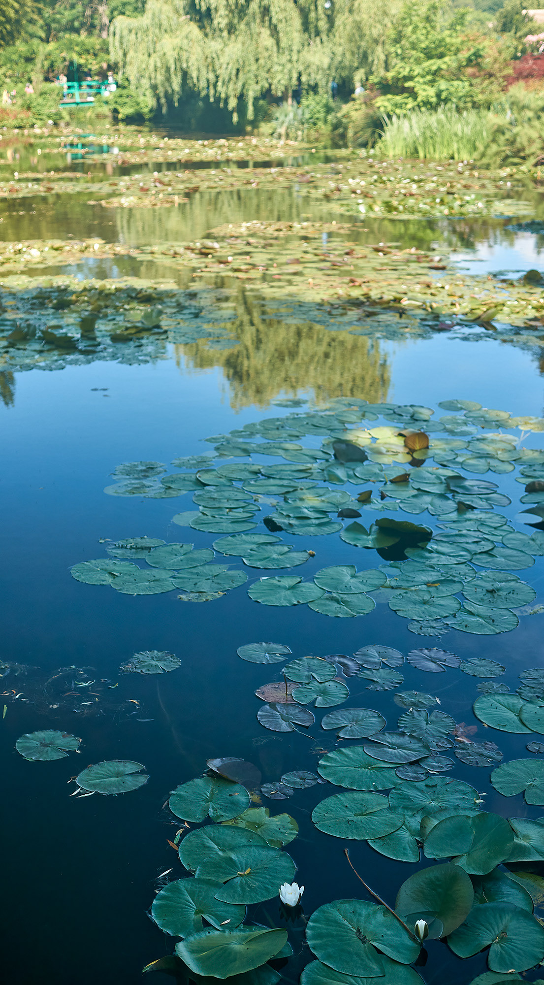 Monet's Water Lillies