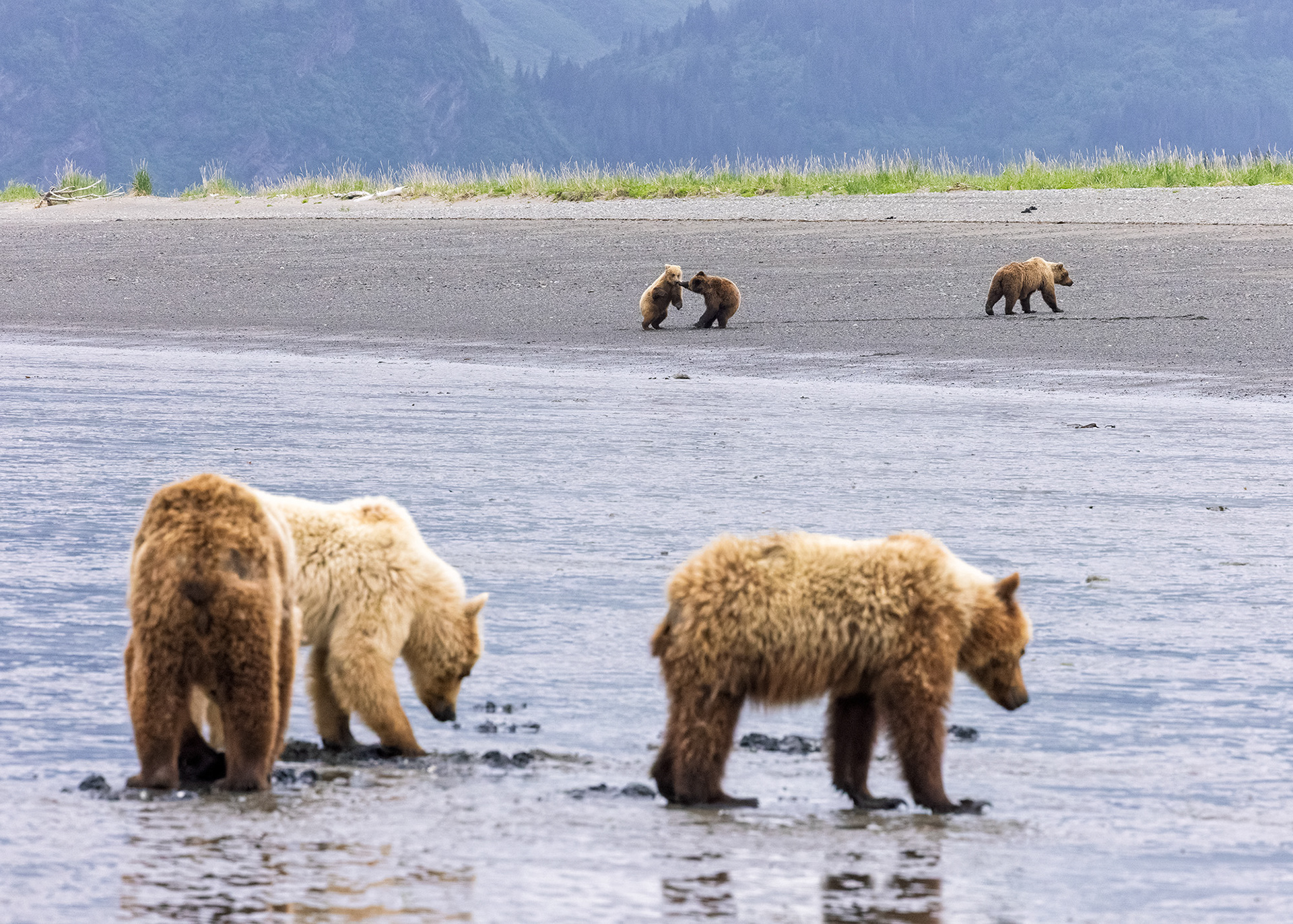 Brown Bears, Chinita Bay