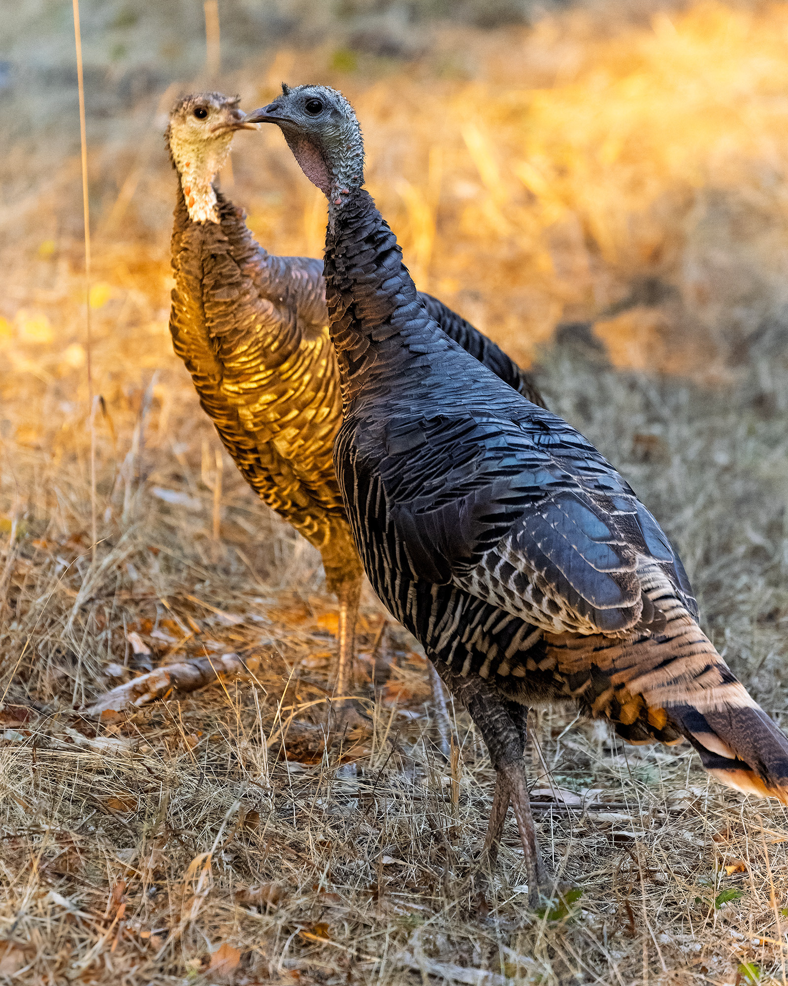 Pair of Wild Turkeys, Reservoir