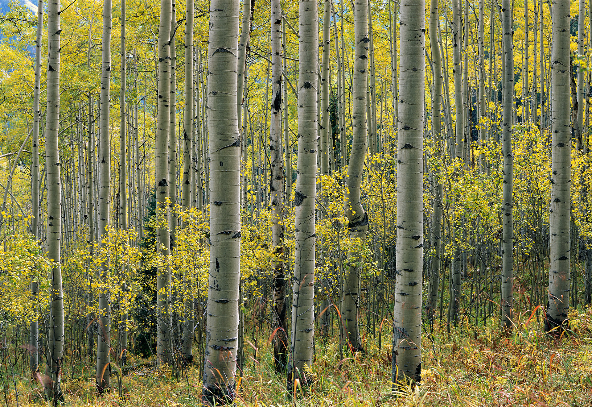 Aspen Stand, Fall Colors